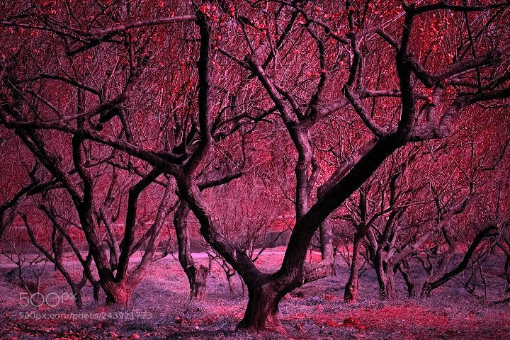 Fujifilm X-T2 sample photo. Plum blossom trees photography