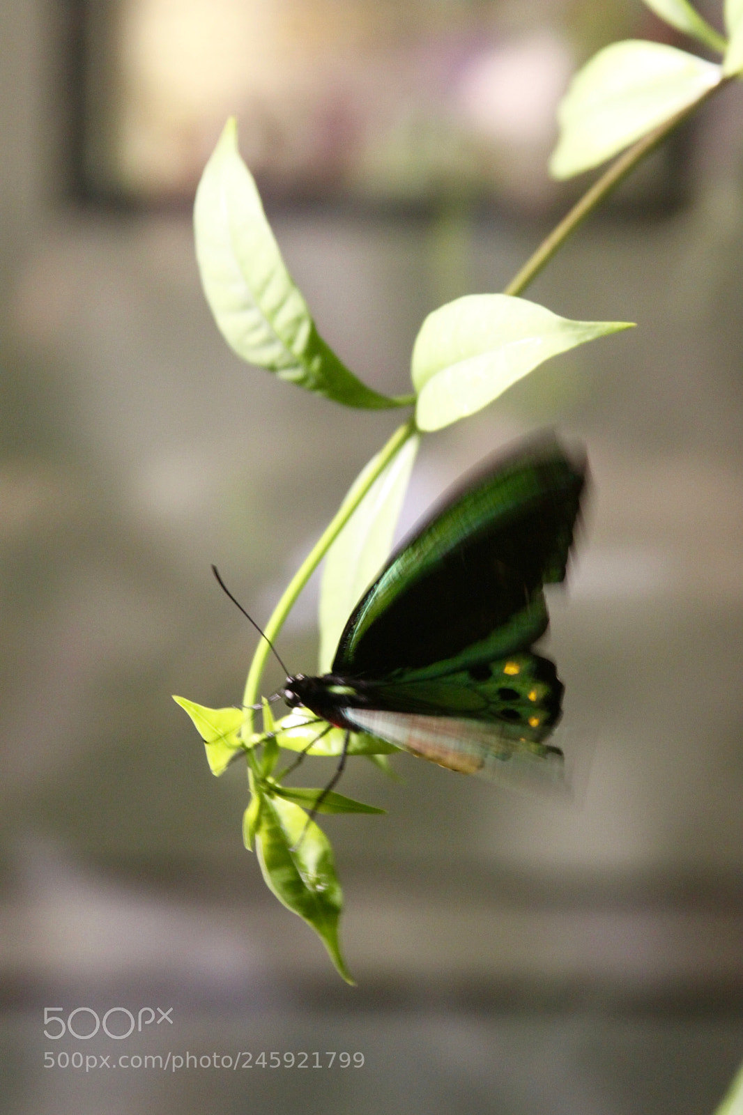Canon EOS 50D sample photo. Piccccc photography
