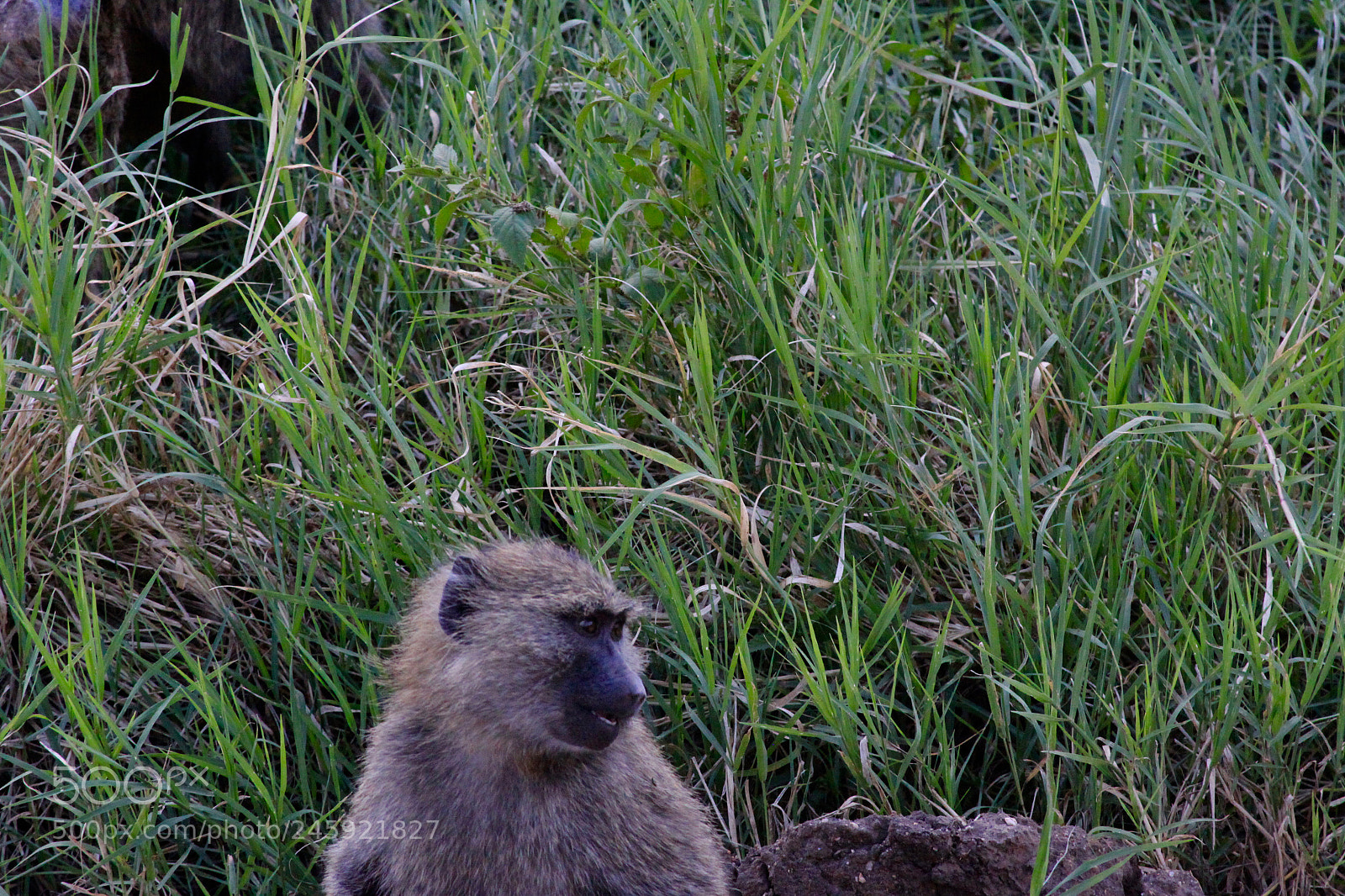 Canon EOS 50D sample photo. Green & monkey photography