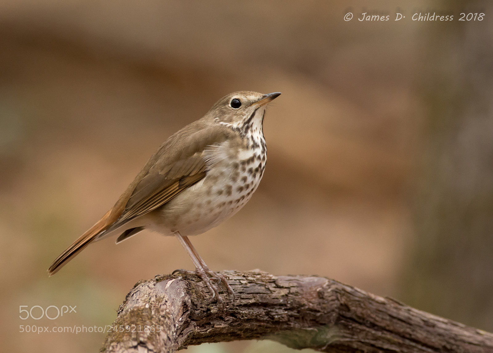 Canon EOS 7D Mark II sample photo. Hermit thrush photography