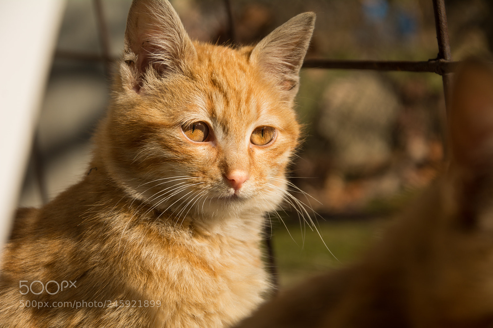 Nikon D7100 sample photo. Sun in my eyes photography