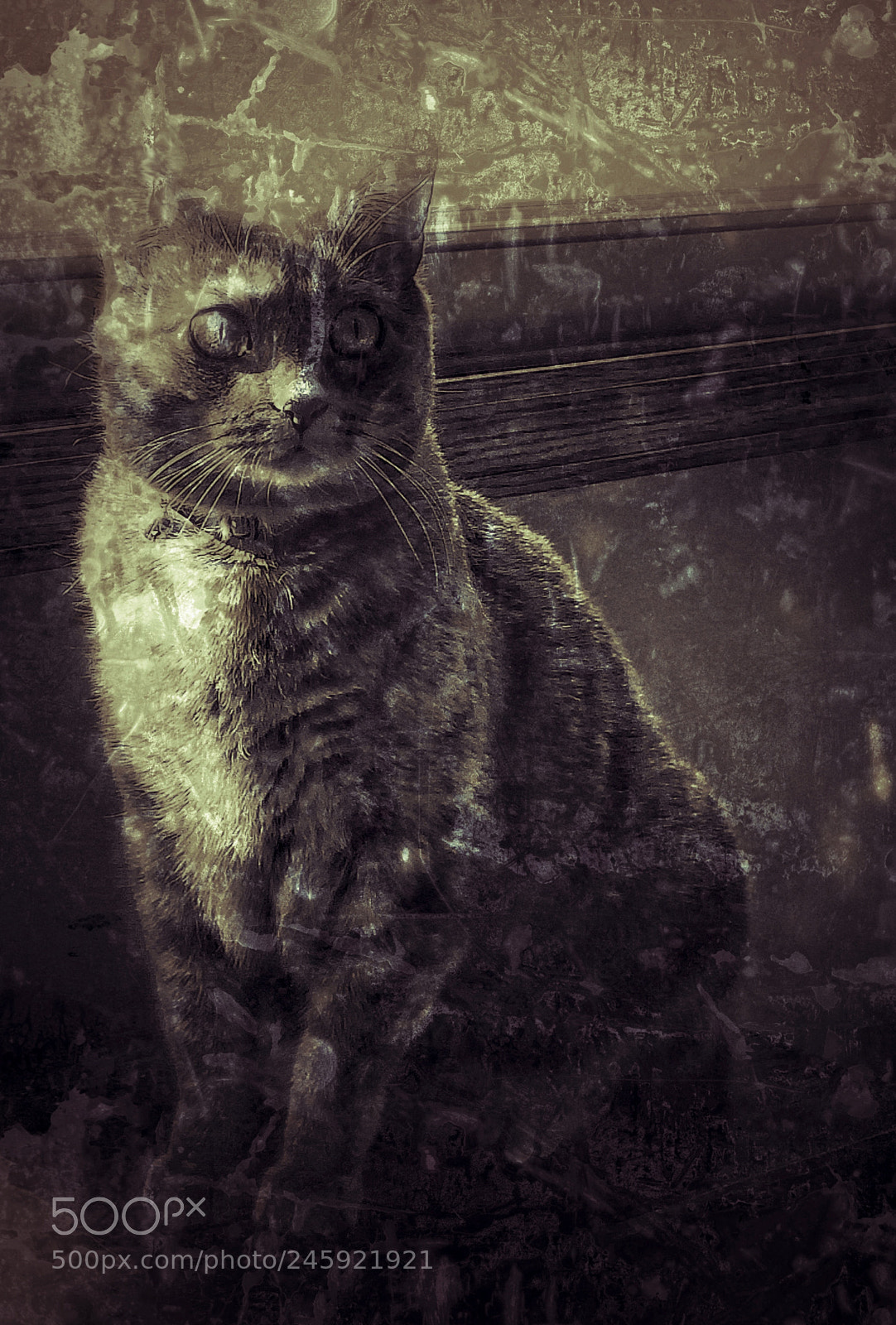 Samsung Galaxy S8 sample photo. Blended cat photography
