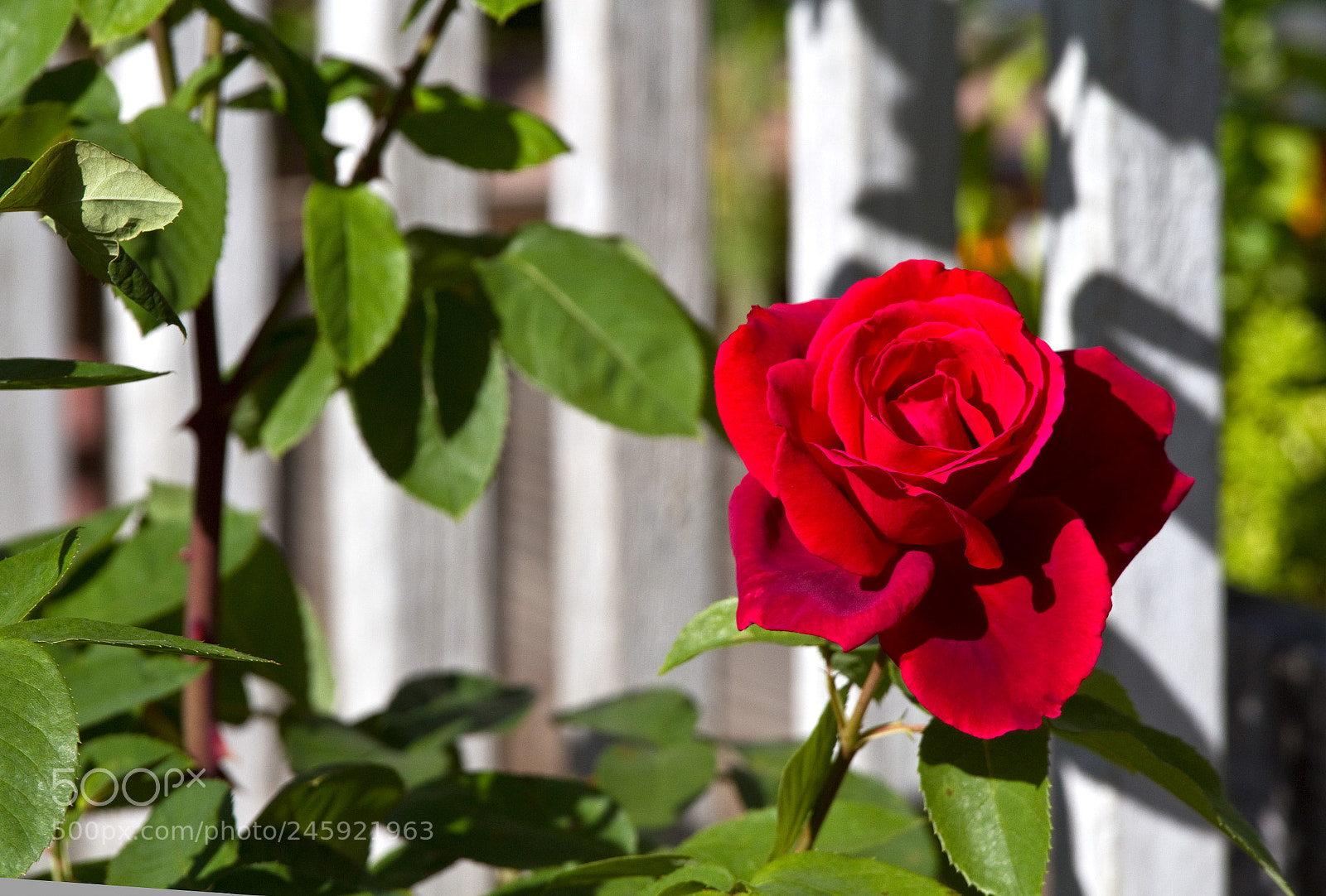 Canon EOS 7D sample photo. Red rose photography