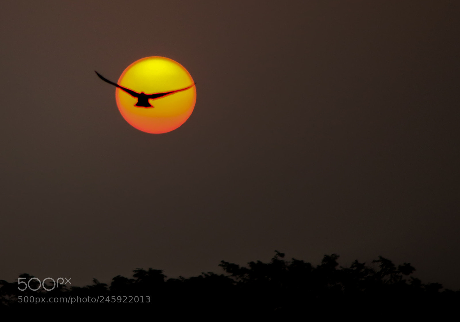 Canon EOS 7D Mark II sample photo. Fligh high photography