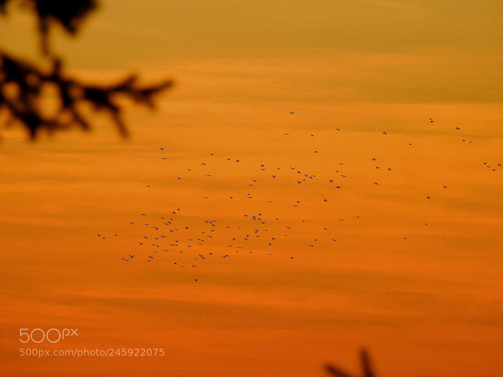 Nikon Coolpix P900 sample photo. Sunset birds photography