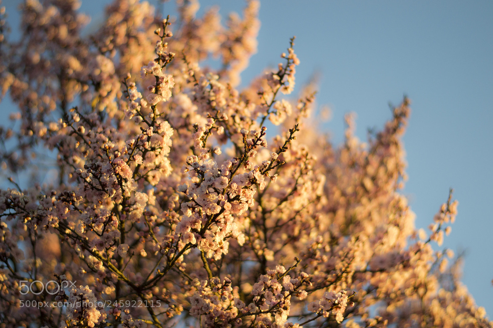 Nikon D3100 sample photo. Untitled photography