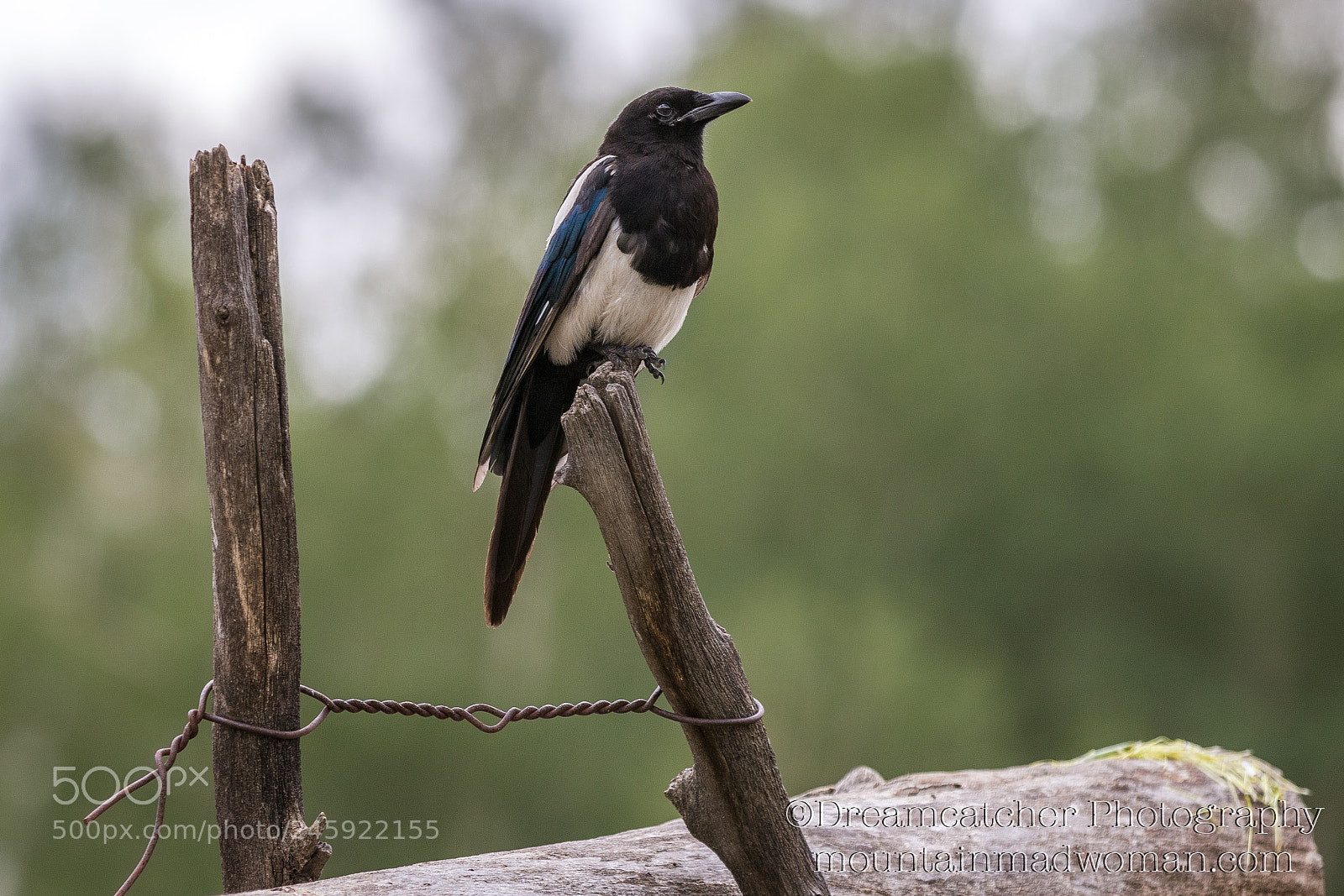 Canon EOS 7D Mark II sample photo. Black billed magpie photography