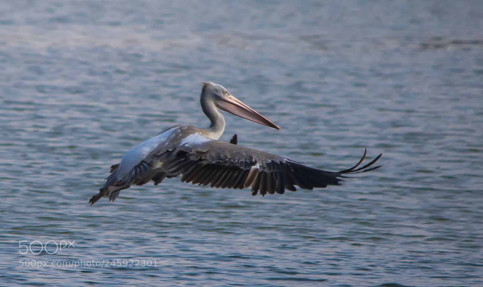 Canon EOS 7D Mark II sample photo. Pelican photography