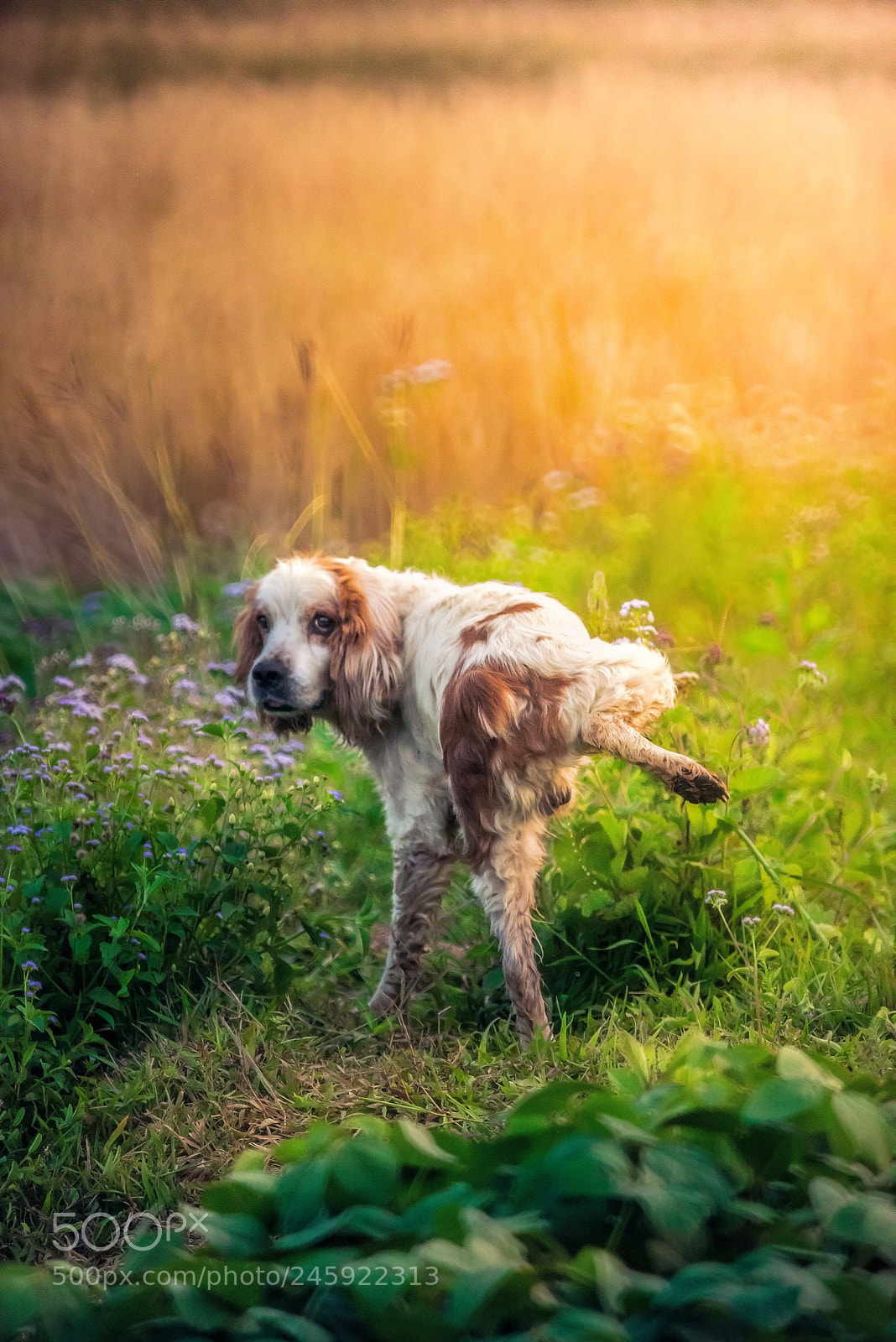Nikon D810 sample photo. The dog take a photography