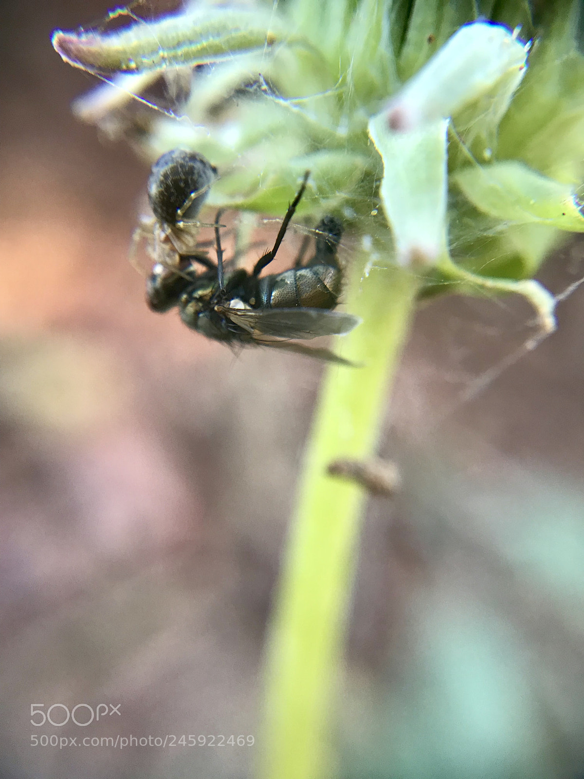 Apple iPhone 7 Plus sample photo. A spider’s breakfast photography
