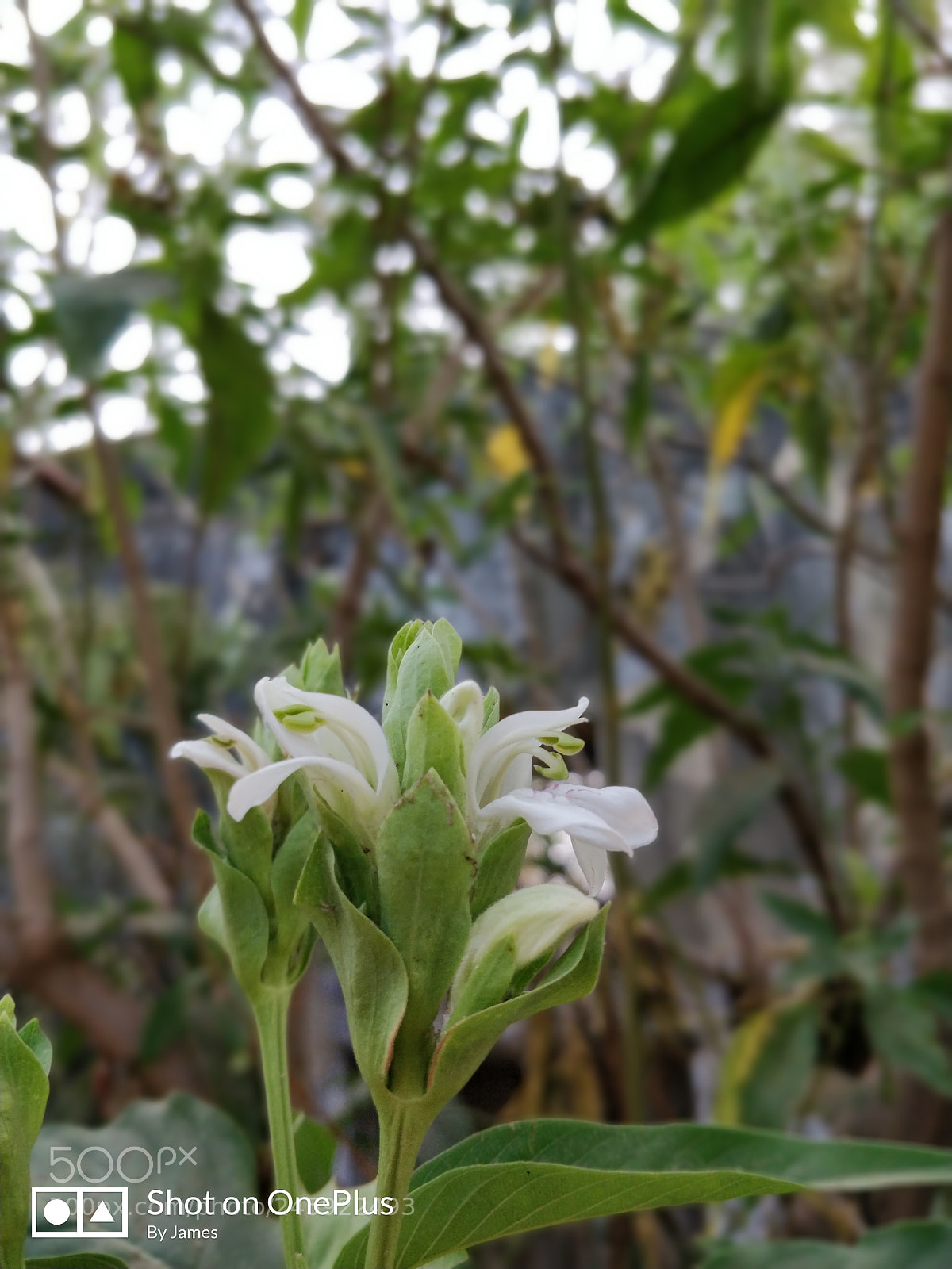OnePlus 5T sample photo. White flowers portrait photography