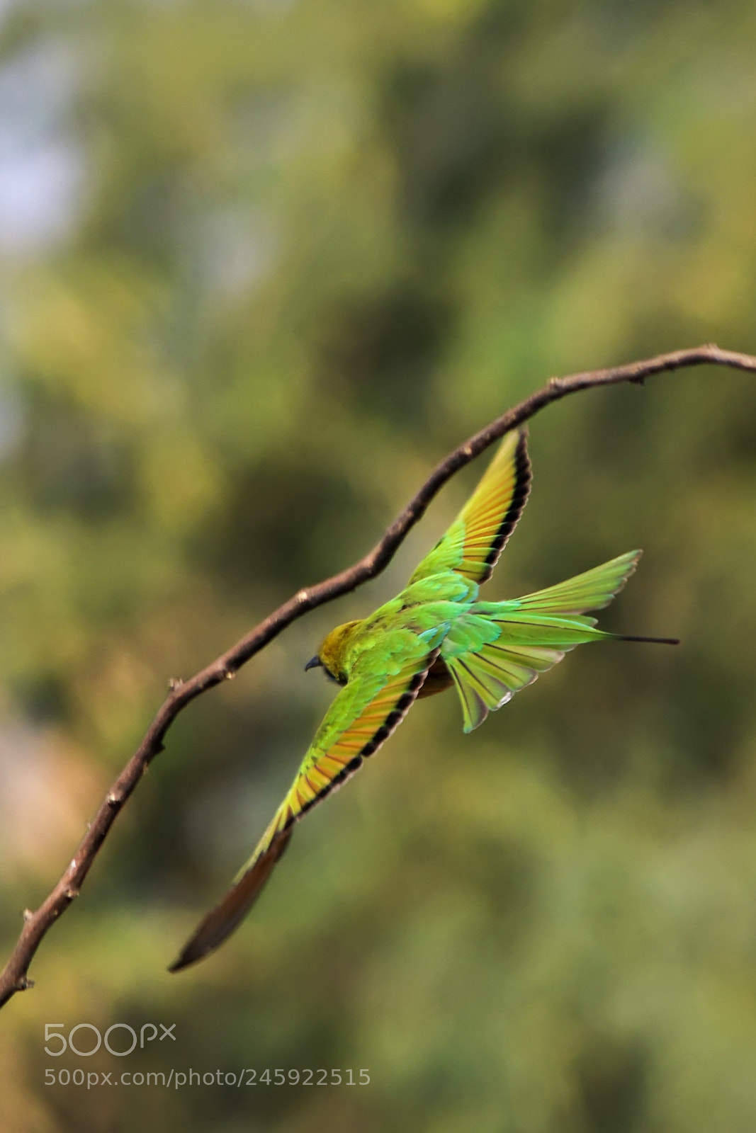 Canon EOS 7D Mark II sample photo. Green bee-eater photography