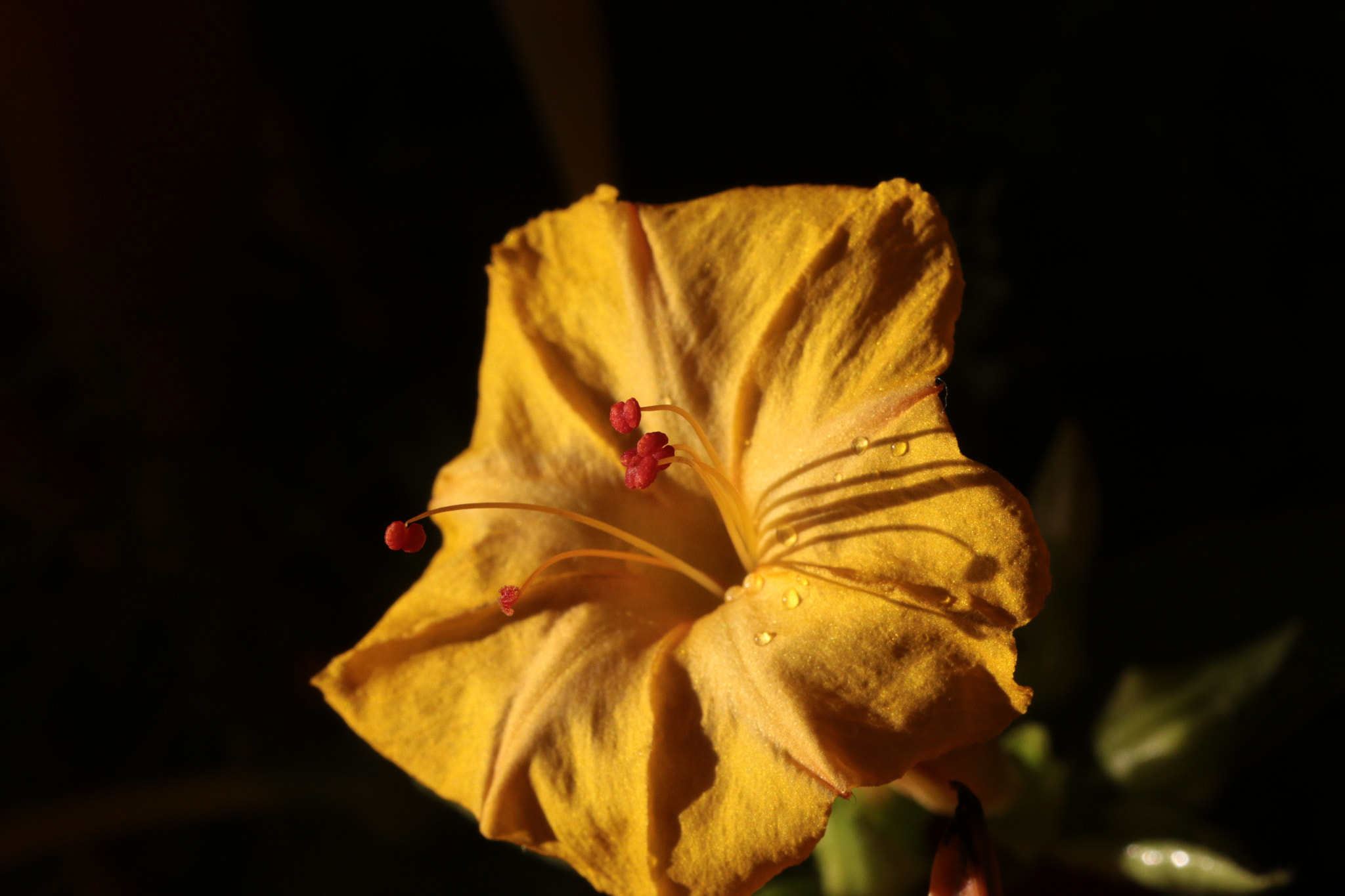 Canon EOS 70D + Canon EF 22-55mm f/4-5.6 USM sample photo. Yellow flower in evening sun photography