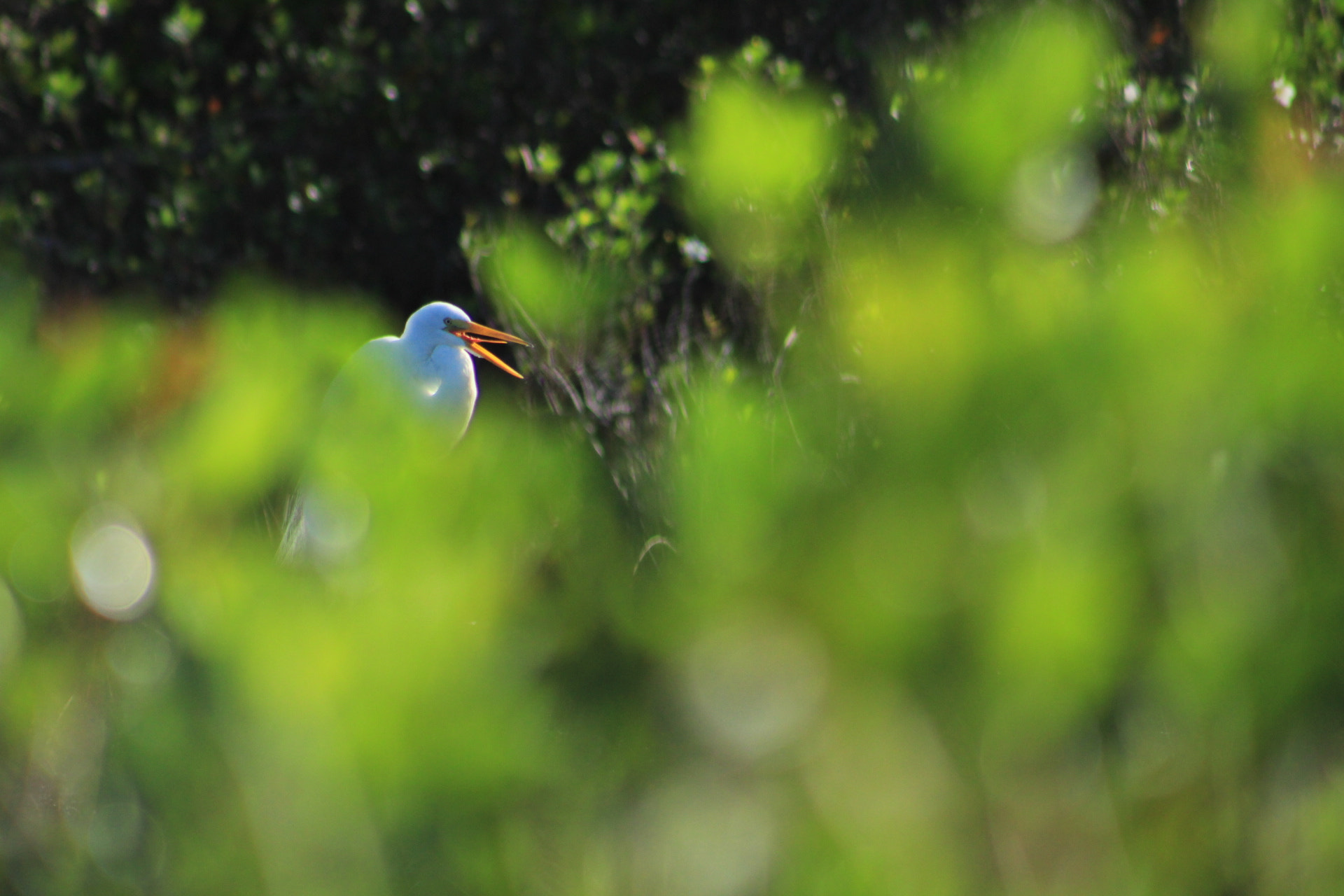 Canon EOS 1300D (EOS Rebel T6 / EOS Kiss X80) + EF75-300mm f/4-5.6 sample photo. Egret photography