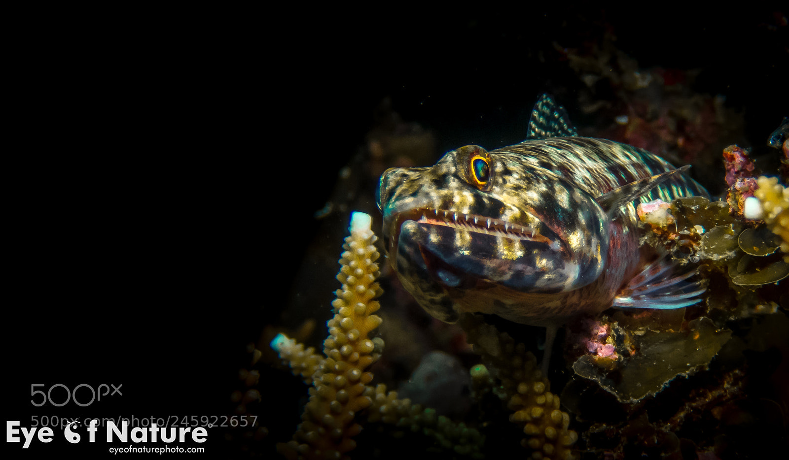 Olympus TG-4 sample photo. Lizzard photography