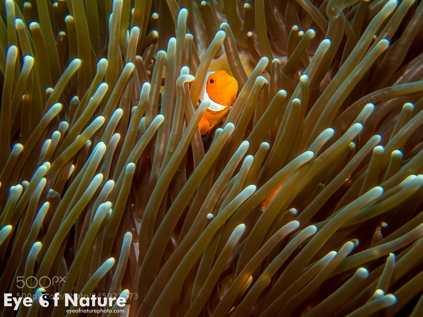 Olympus TG-4 sample photo. False clown anemonefish photography