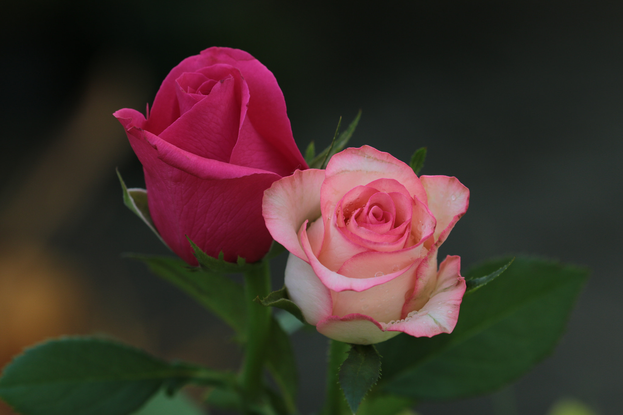 Canon EF 22-55mm f/4-5.6 USM sample photo. Roses photography