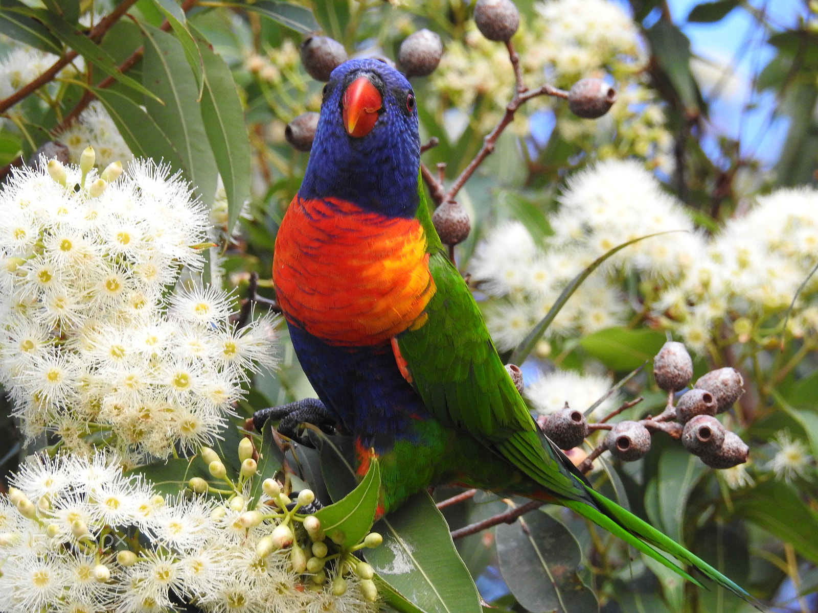 Nikon Coolpix P900 sample photo. Rainbow lorikeet 2 photography