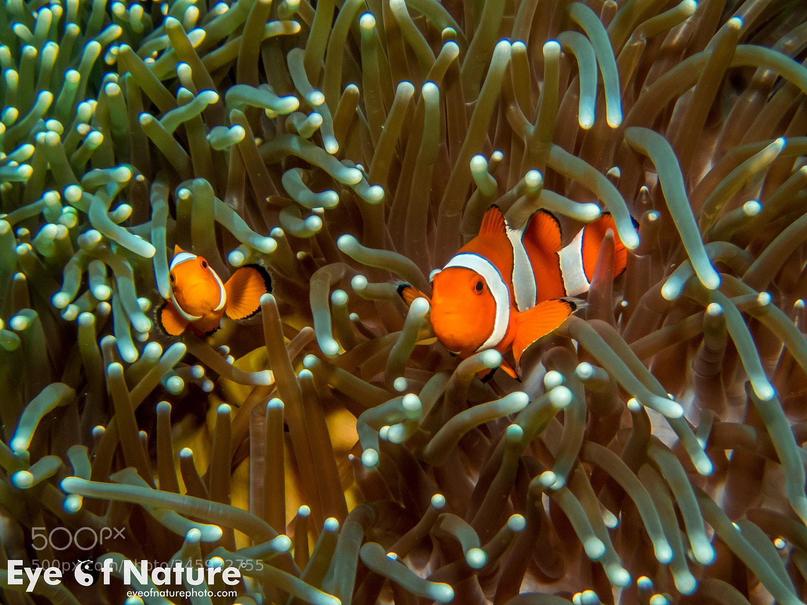 Olympus TG-4 sample photo. False clown anemonefish photography