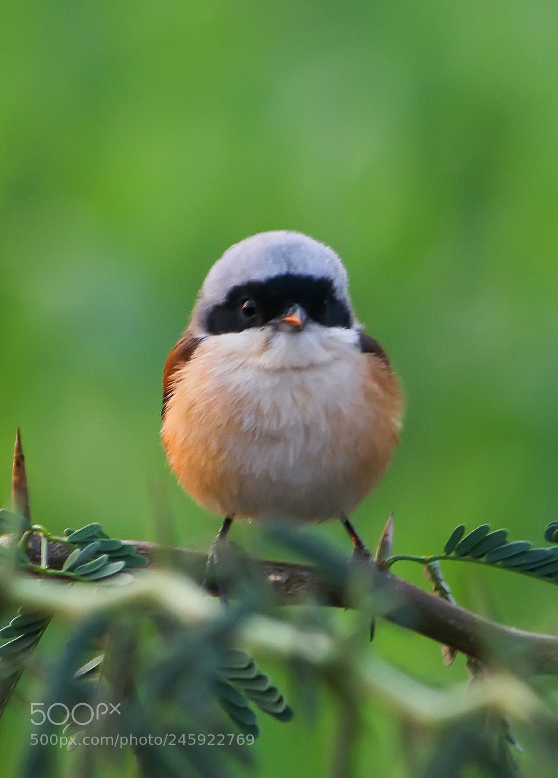 Canon EOS 7D Mark II sample photo. Bay backed shrike photography