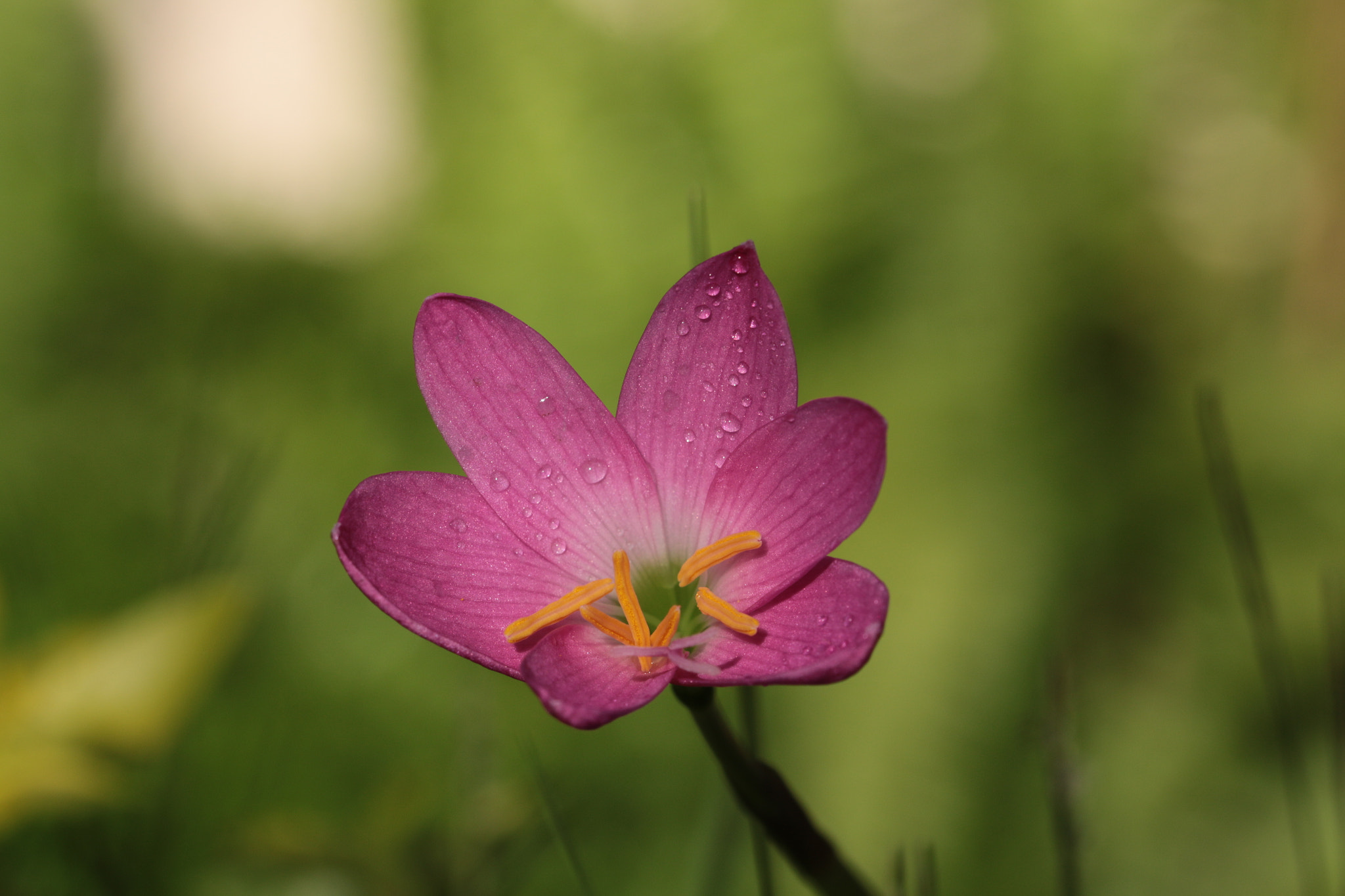 Canon EF 22-55mm f/4-5.6 USM sample photo. Pink flower in morning sun photography