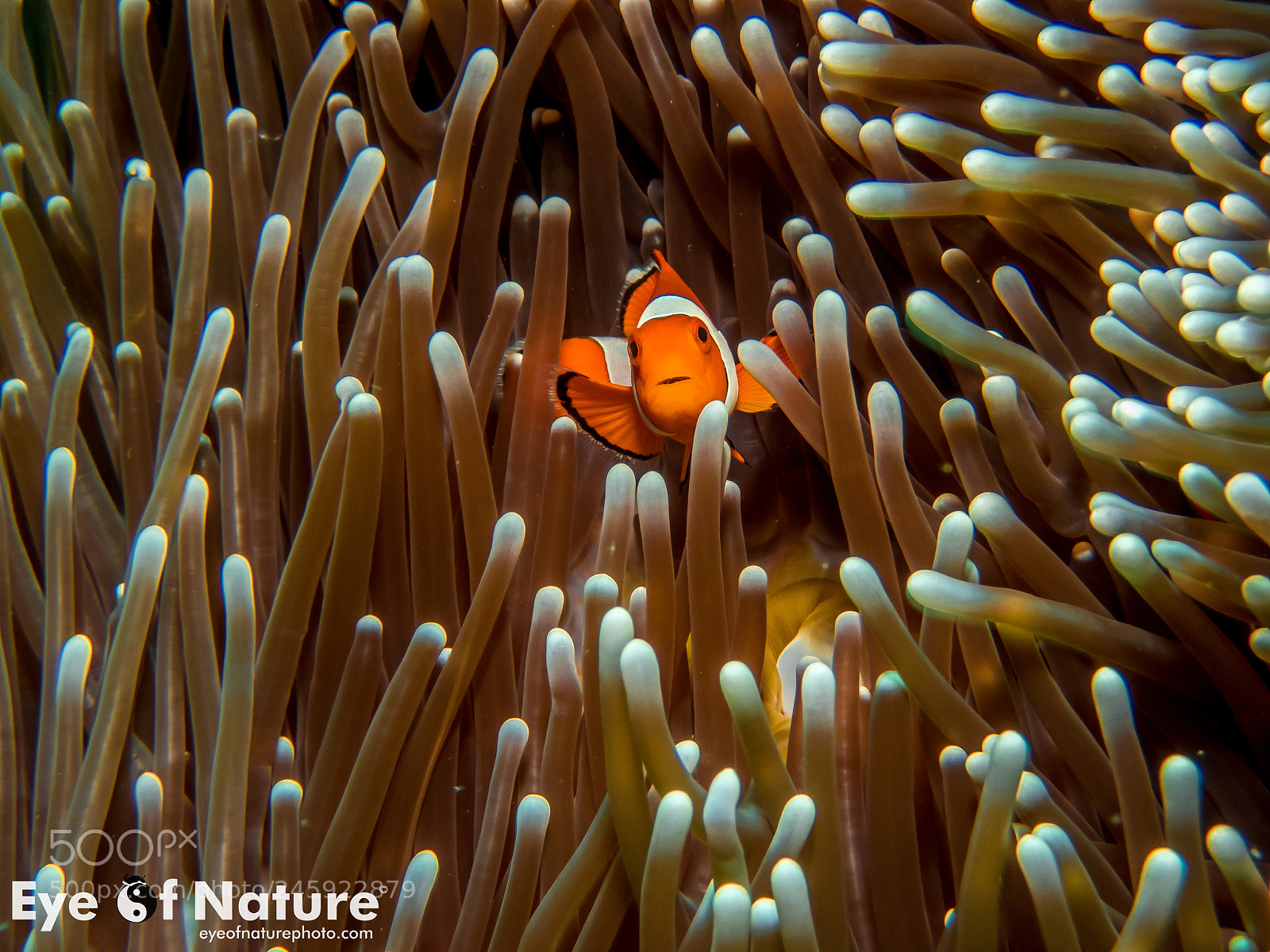 Olympus TG-4 sample photo. False clown anemonefish photography