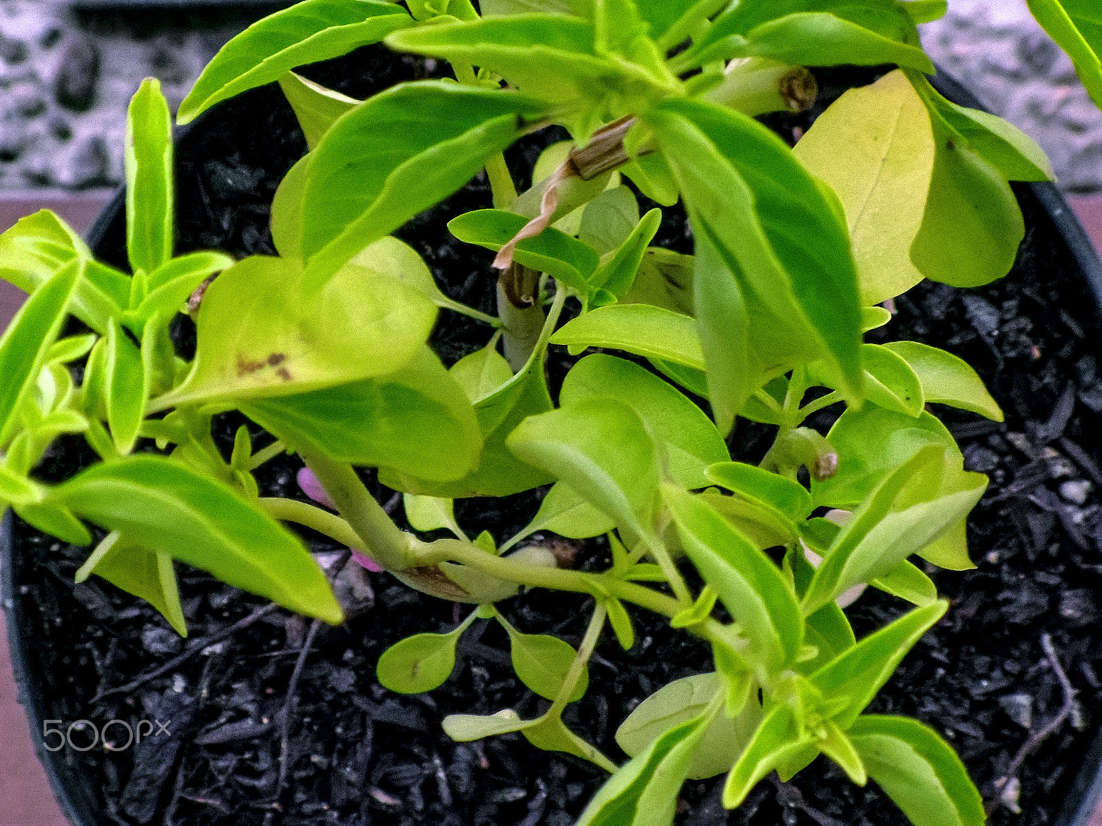 Samsung PL200/VLUU PL200 sample photo. Verdes photography