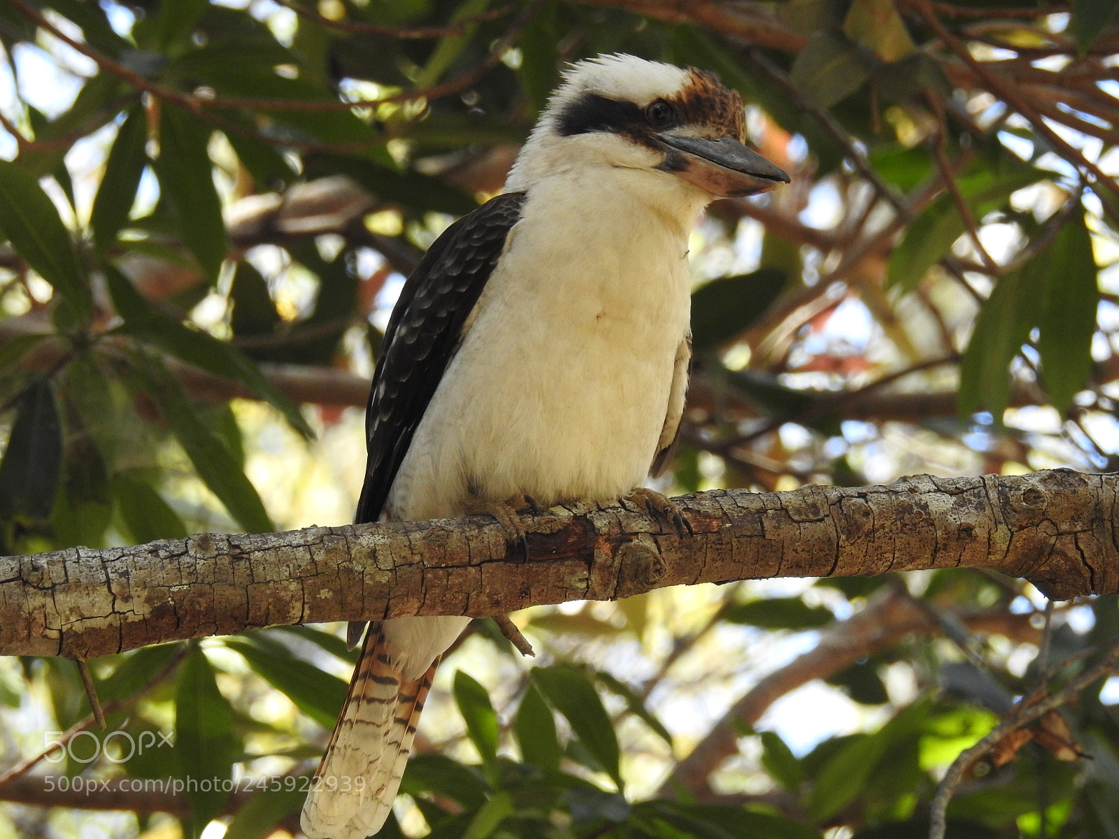 Nikon Coolpix P900 sample photo. Kookaburra 3 photography