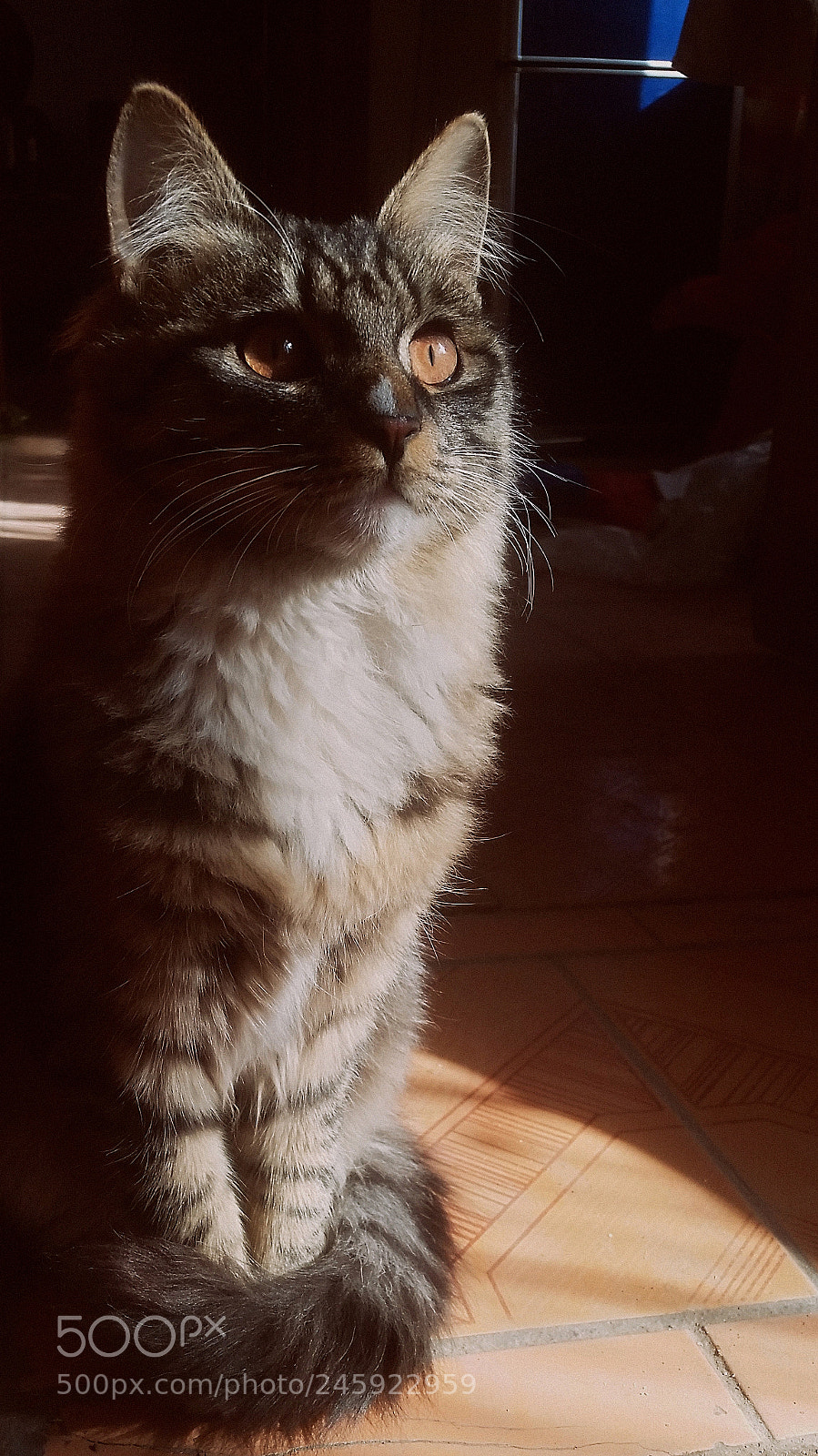 Samsung Galaxy S5 sample photo. Untitled photography