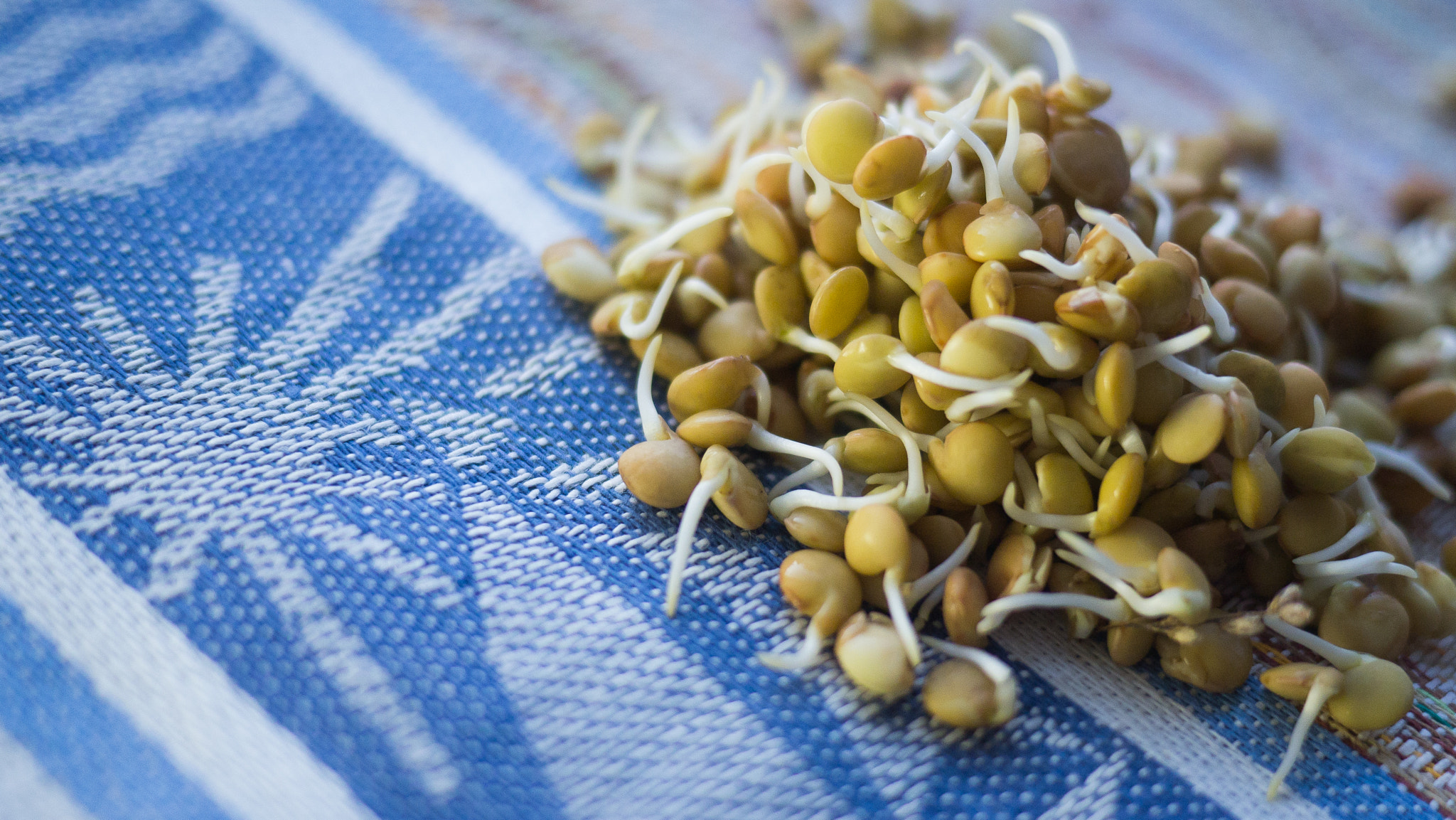 Panasonic Lumix DMC-GH2 sample photo. Sprouter lentils on a colorful background photography