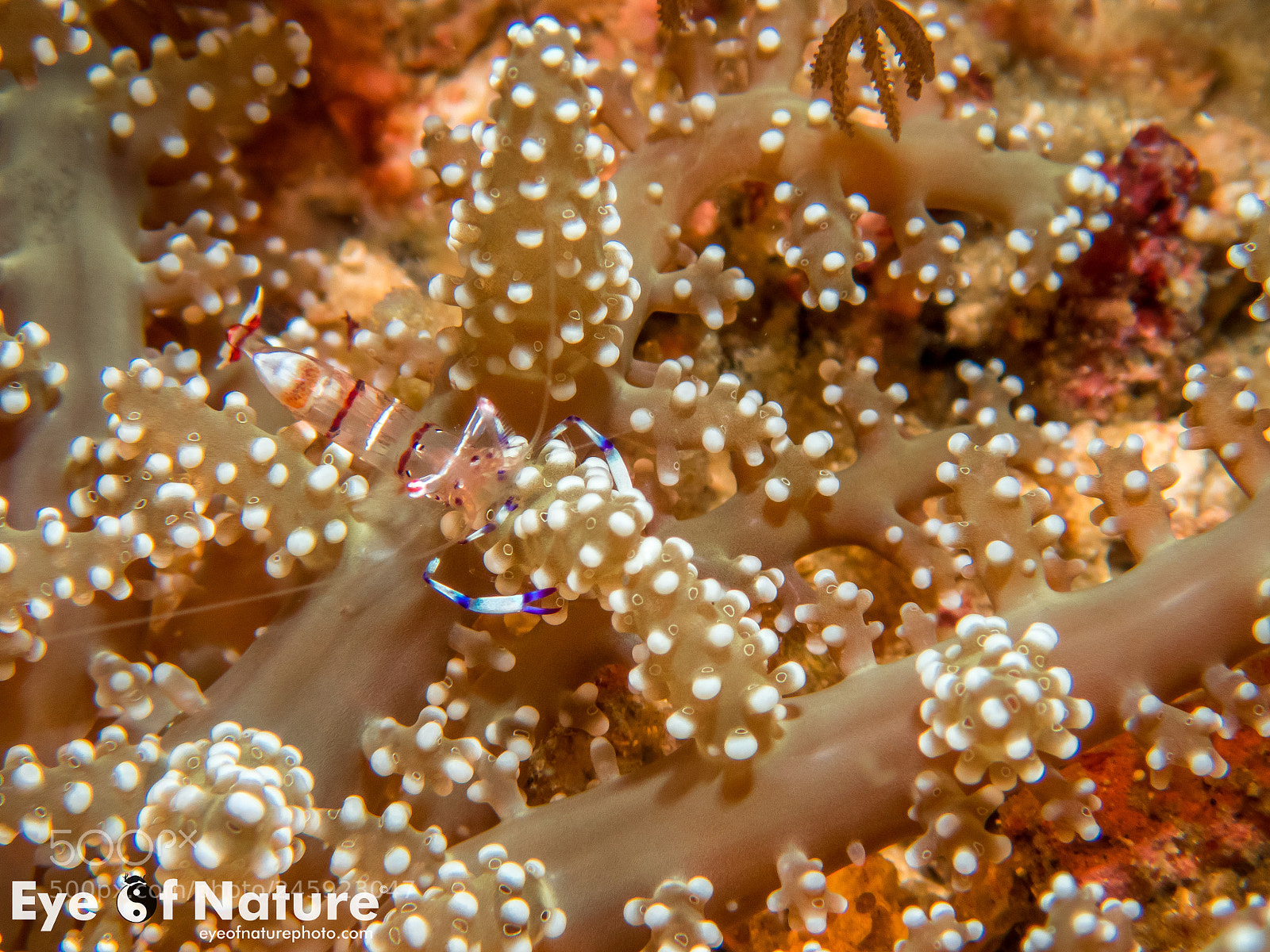 Olympus TG-4 sample photo. Shrimp! photography