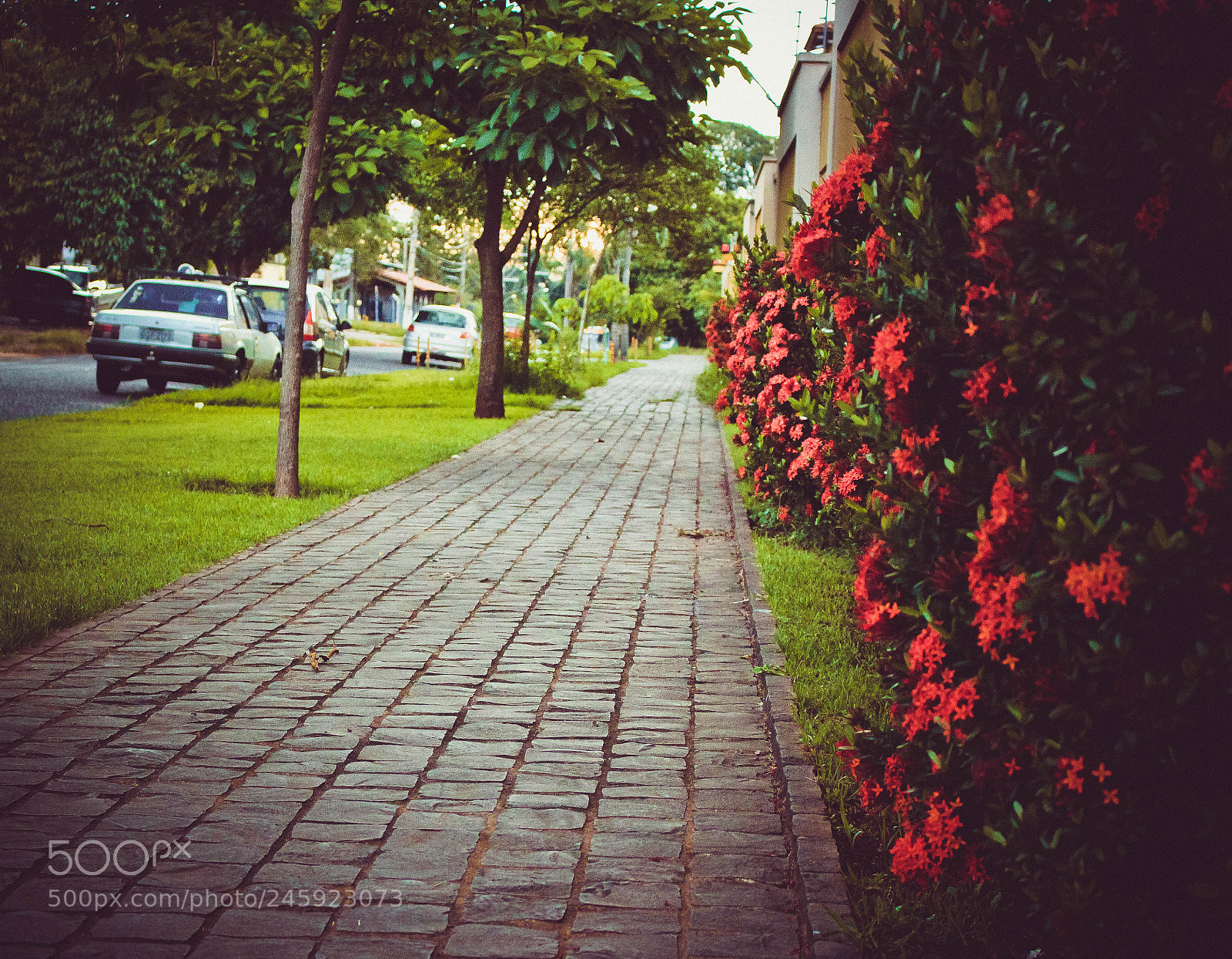 Canon EOS 700D (EOS Rebel T5i / EOS Kiss X7i) sample photo. De volta pra casa photography