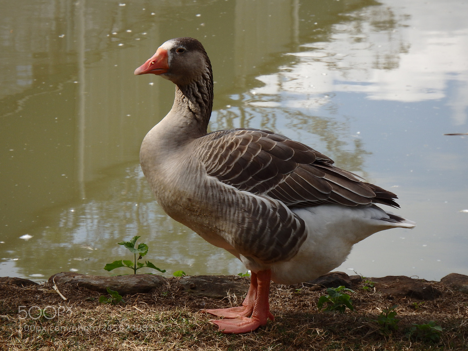 Olympus SP-100EE sample photo. Goose 1 photography