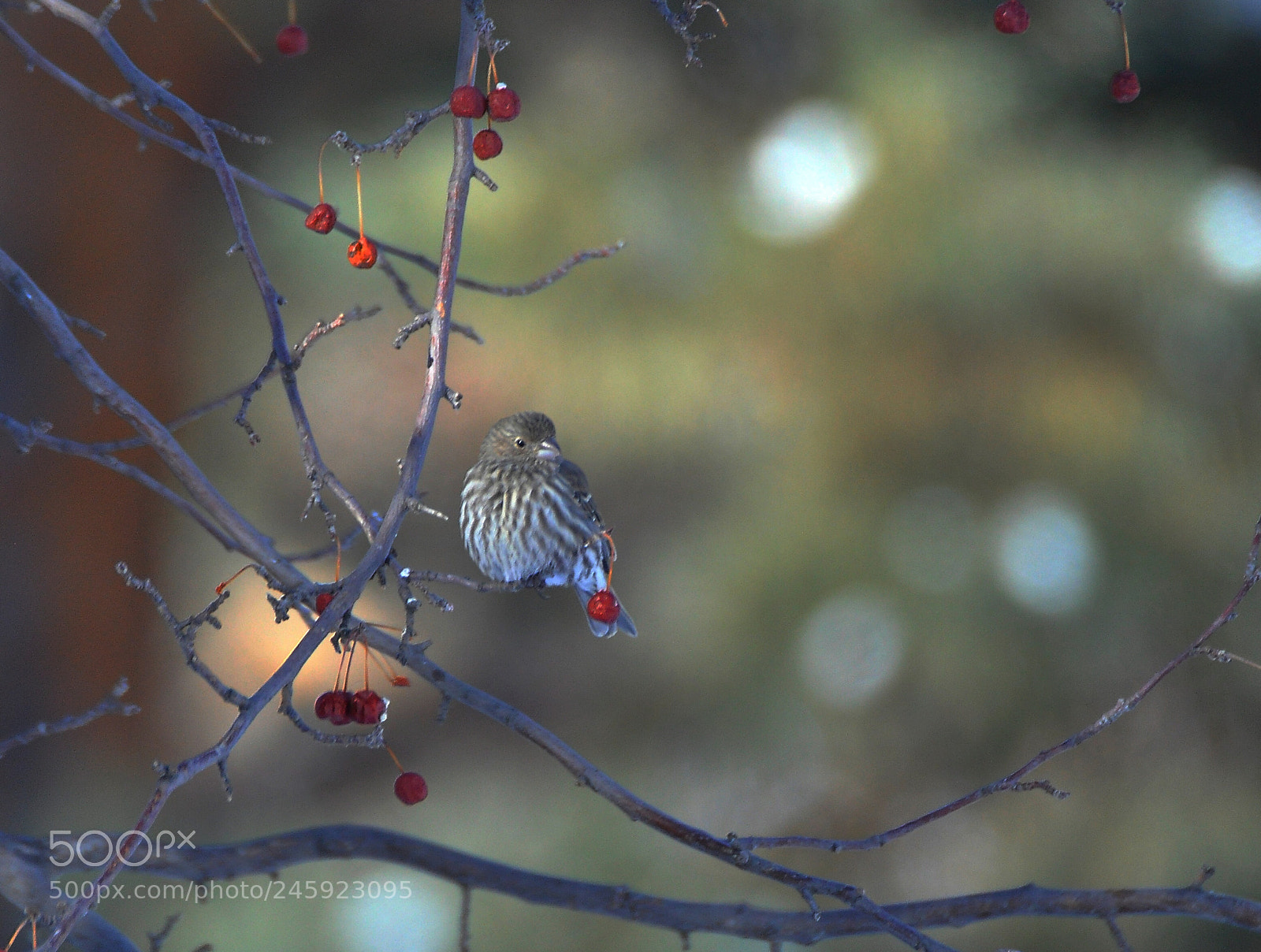 Nikon D90 sample photo. Finch photography