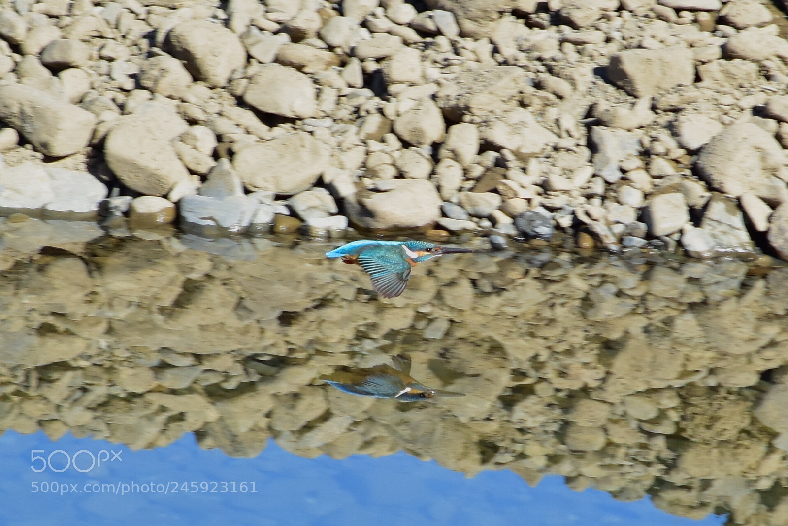 Nikon D5500 sample photo. Kingfisher photography