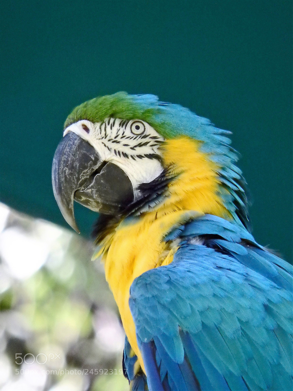 Olympus SP-100EE sample photo. Macaw 1 photography
