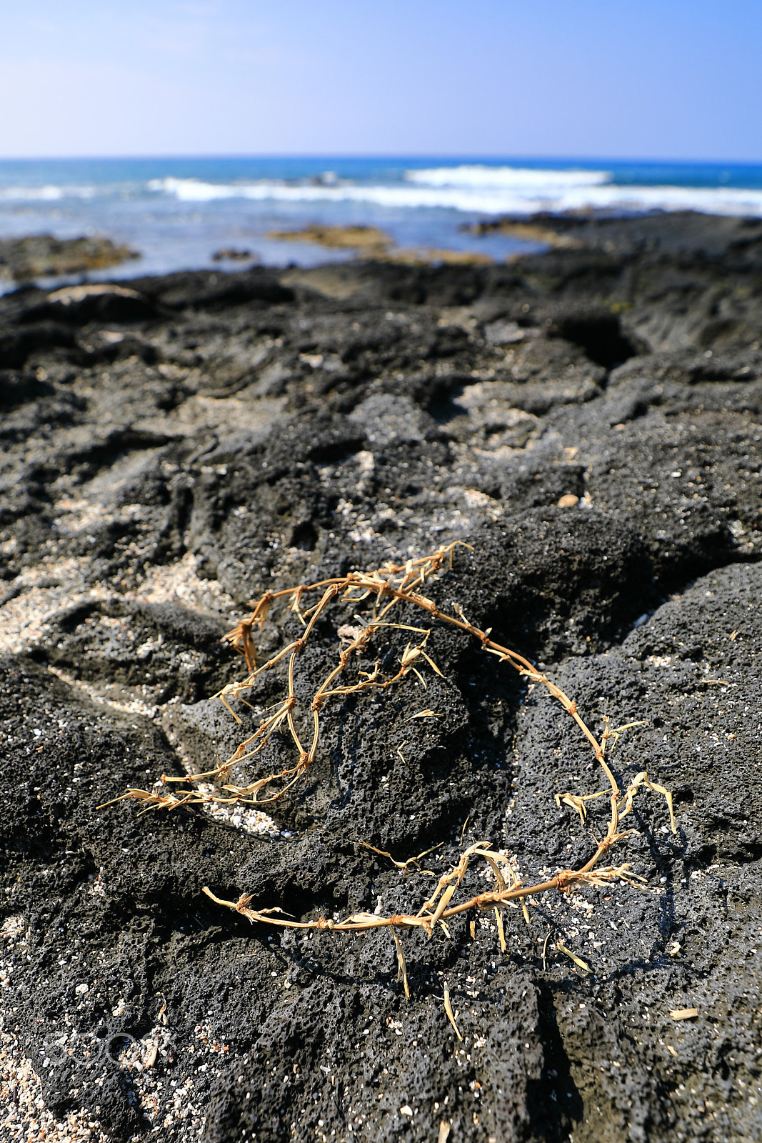 Canon EF 16-35mm F2.8L III USM sample photo. Crown of thorns seaweed second angle photography