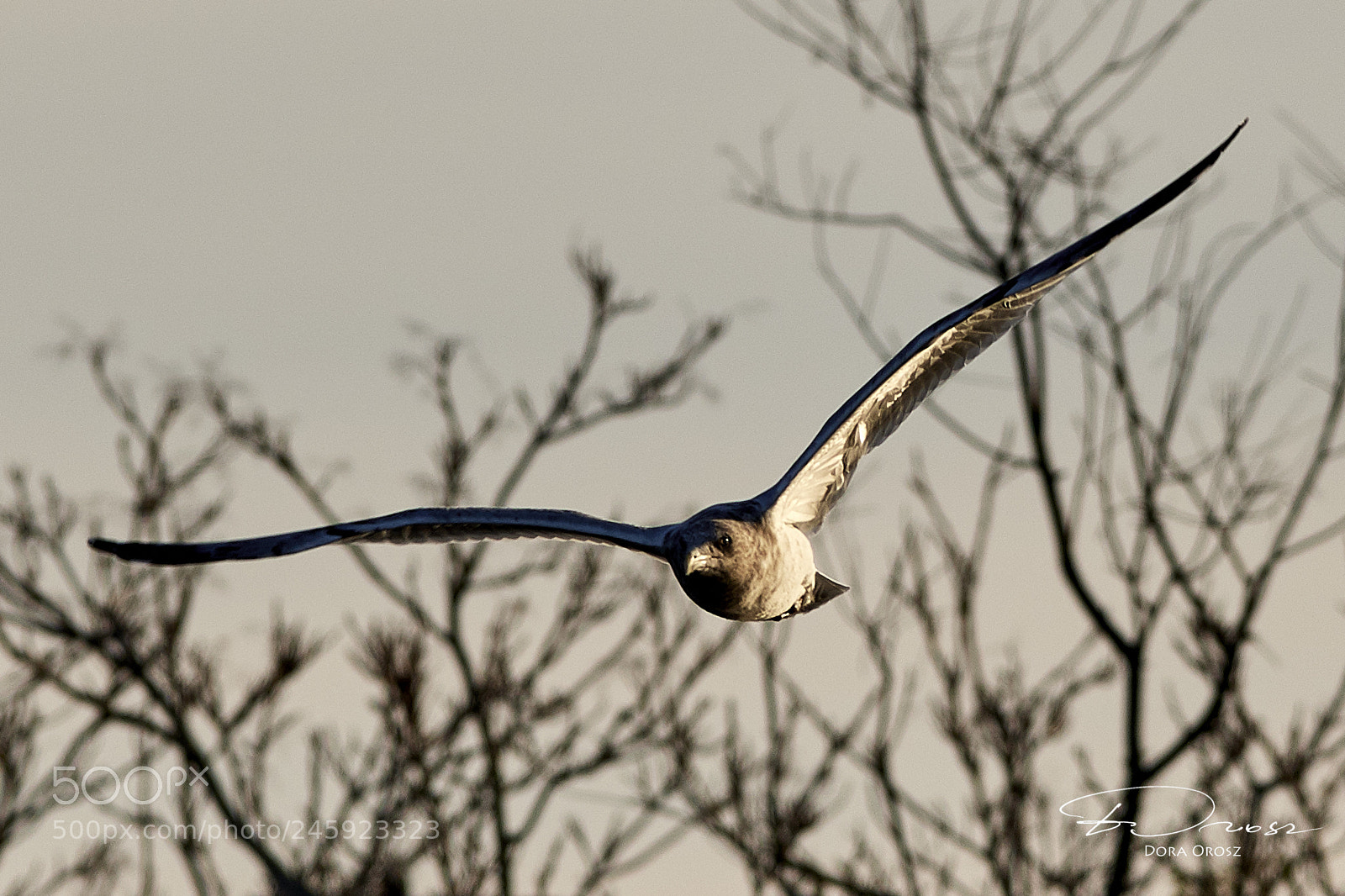 Nikon D500 sample photo. Warp speed photography
