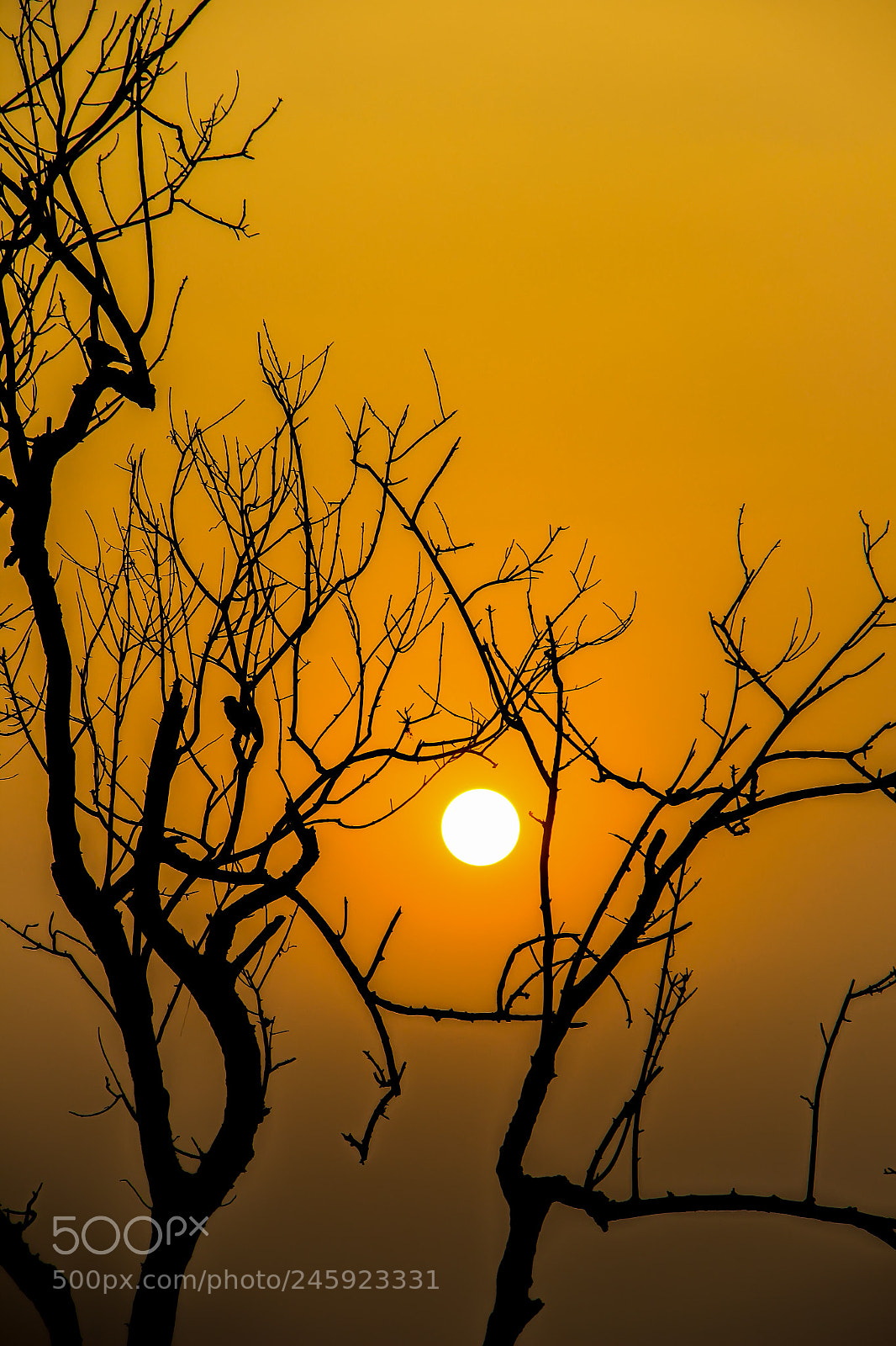Canon EOS 600D (Rebel EOS T3i / EOS Kiss X5) sample photo. Sun rise. you rise.!! photography