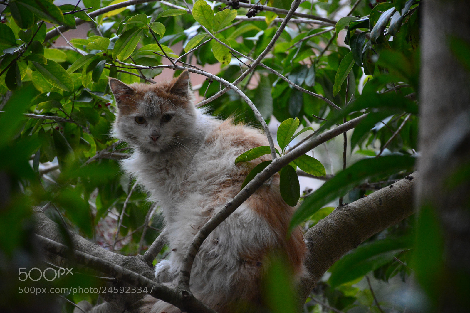 Nikon D7100 sample photo. 校园流浪猫 photography