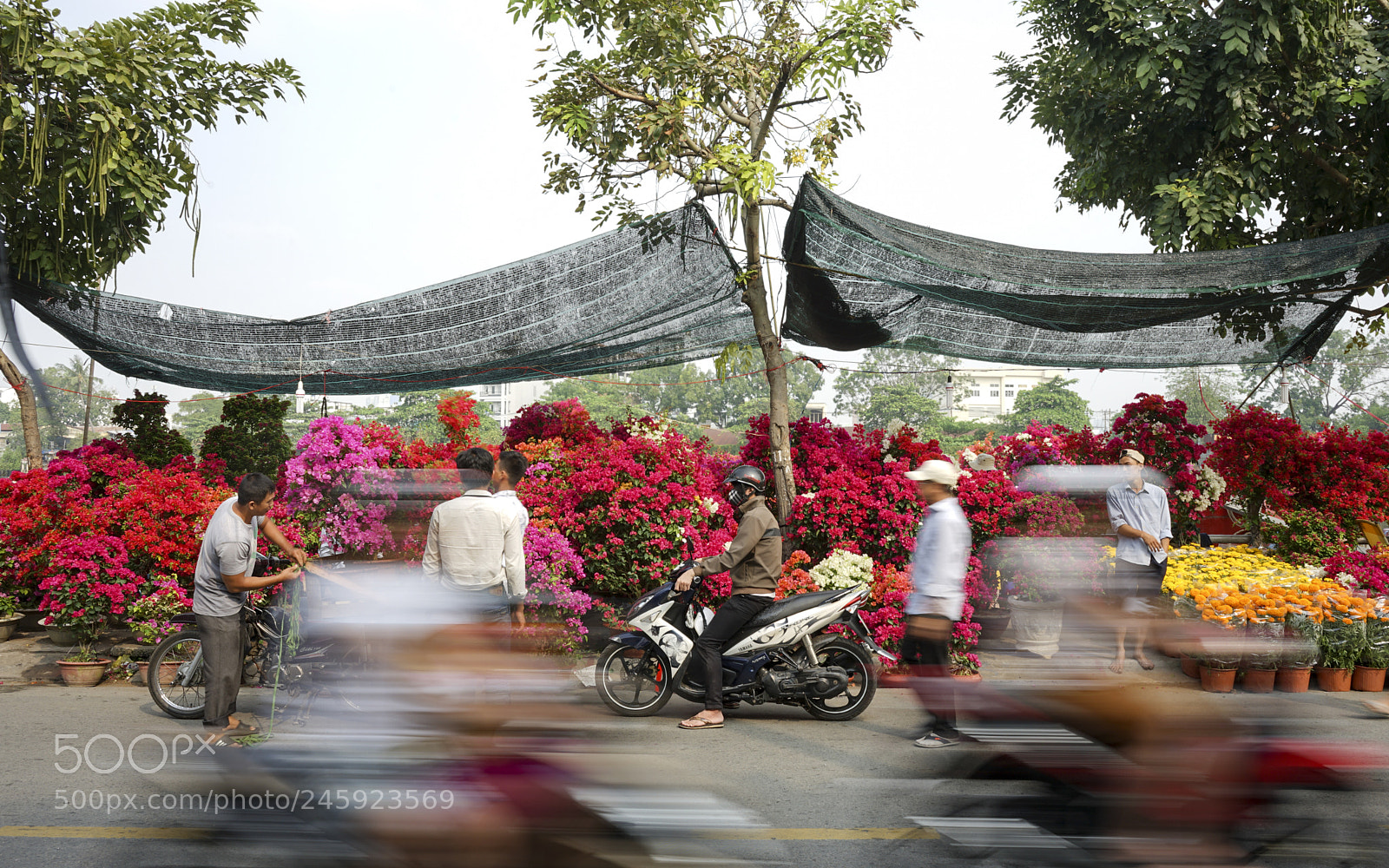 Sony a7 II sample photo. Tết photography