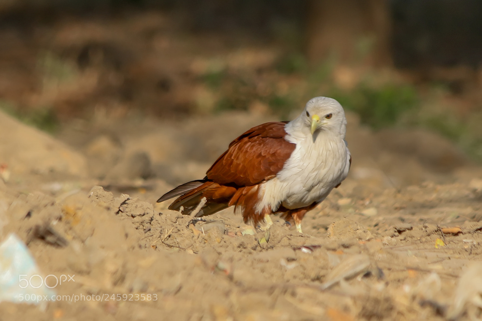 Canon EOS 7D Mark II sample photo. Brahminy kite photography