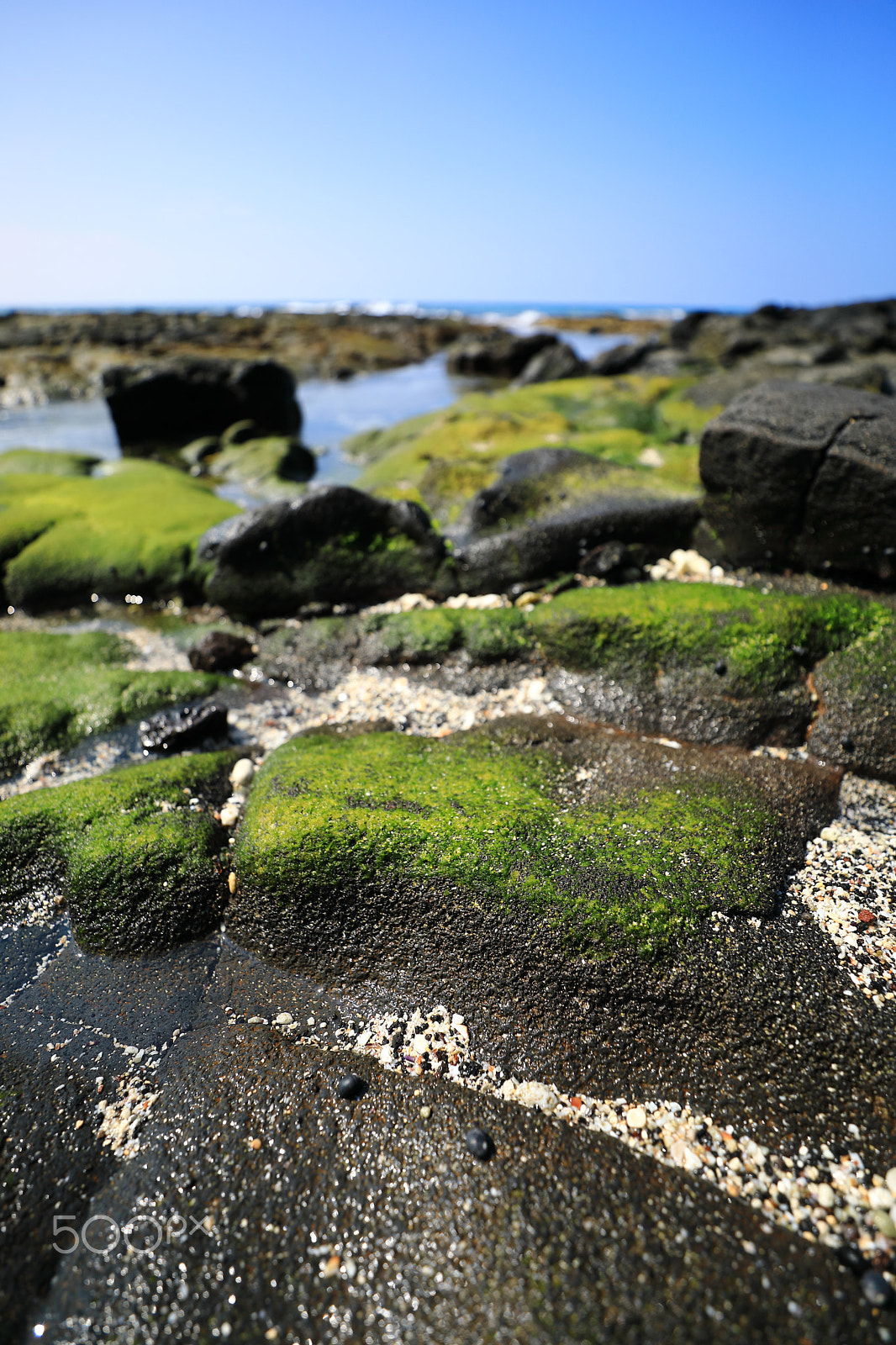 Canon EOS 5D Mark IV + Canon EF 16-35mm F2.8L III USM sample photo. Algae on lava photography