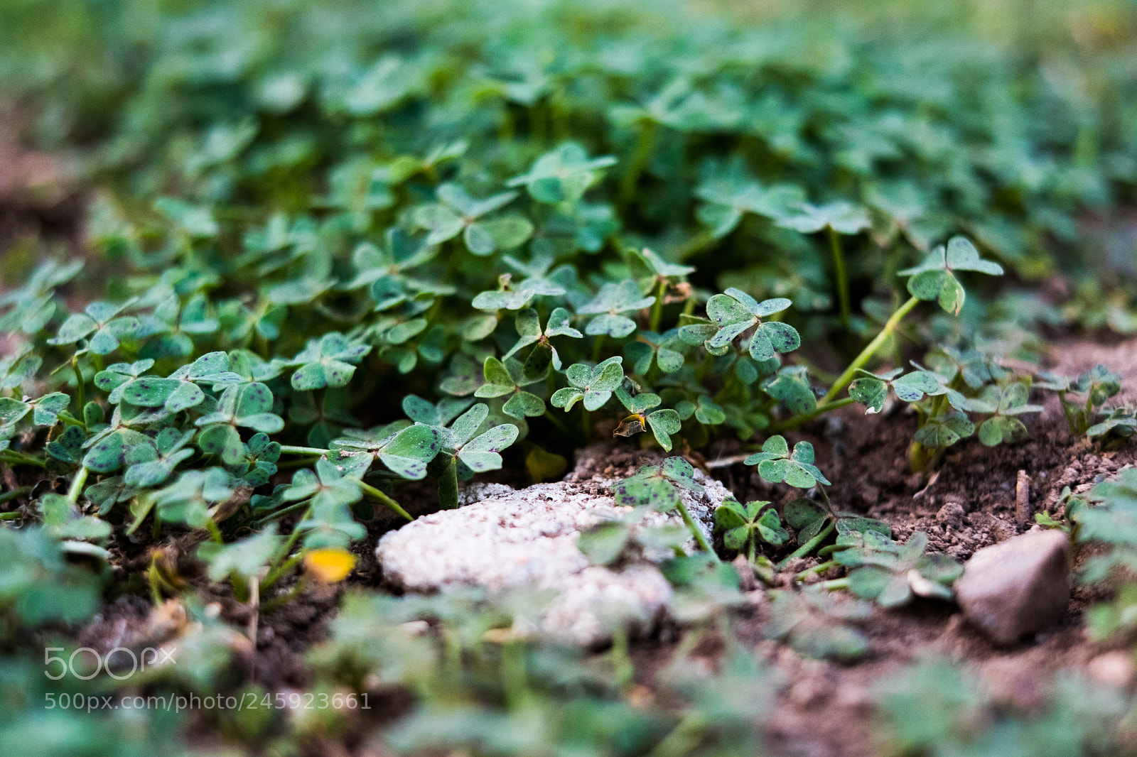 Fujifilm X-Pro2 sample photo. Three leaf greens photography