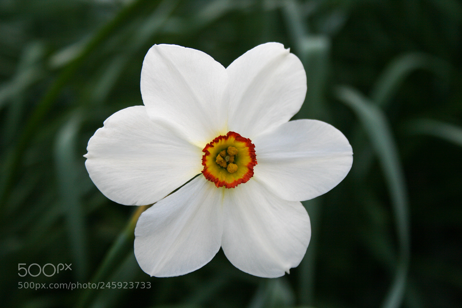 Canon EOS 400D (EOS Digital Rebel XTi / EOS Kiss Digital X) sample photo. Single white daffodil in photography