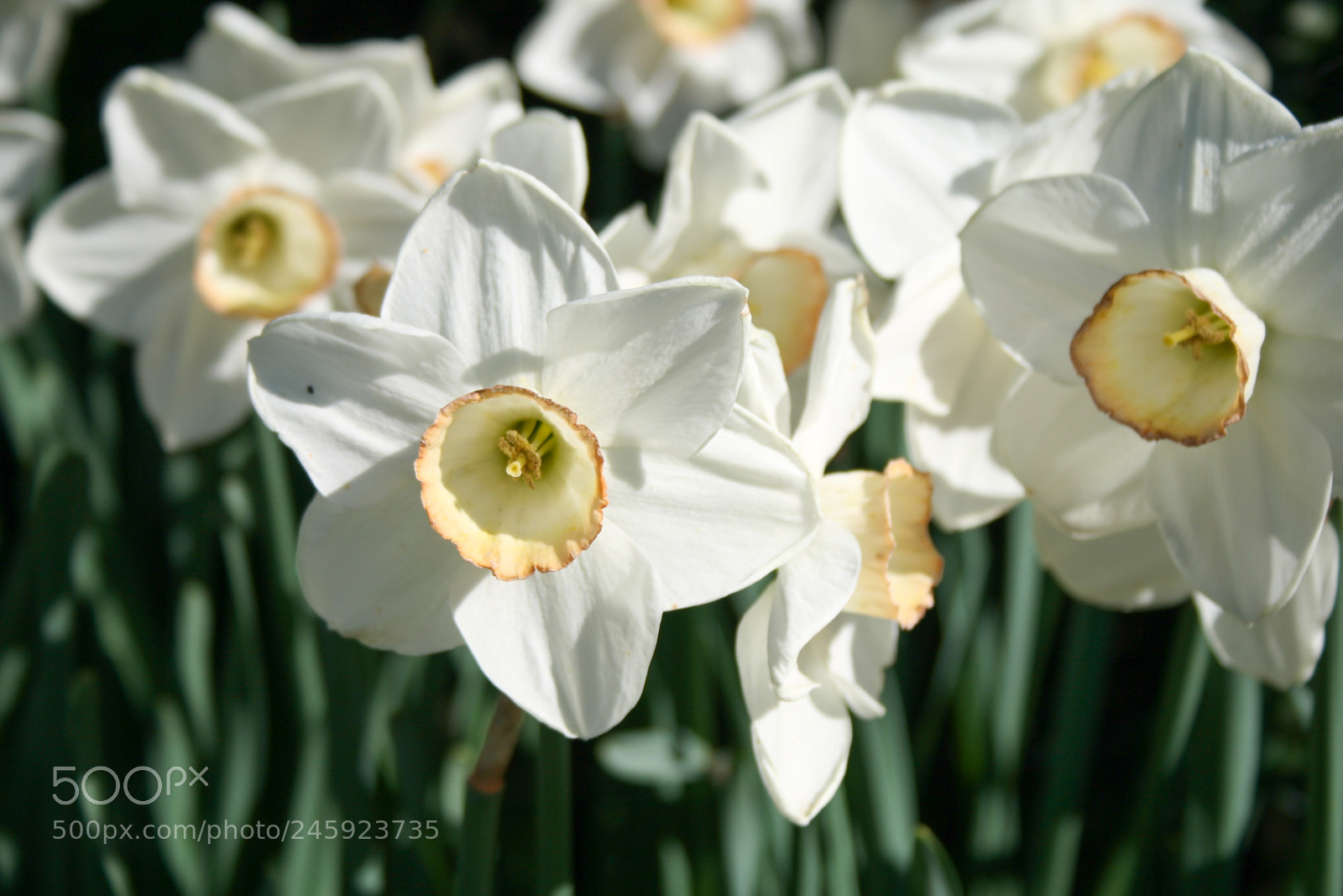 Canon EOS 400D (EOS Digital Rebel XTi / EOS Kiss Digital X) sample photo. White daffodils in central photography