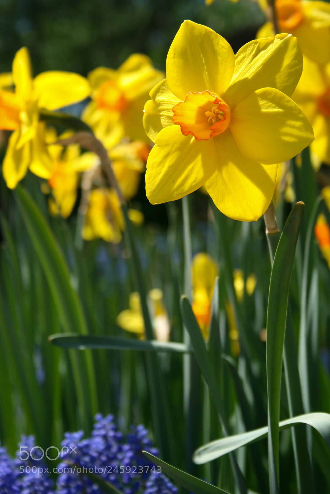 Canon EOS 400D (EOS Digital Rebel XTi / EOS Kiss Digital X) sample photo. Long stem yellow daffodils photography