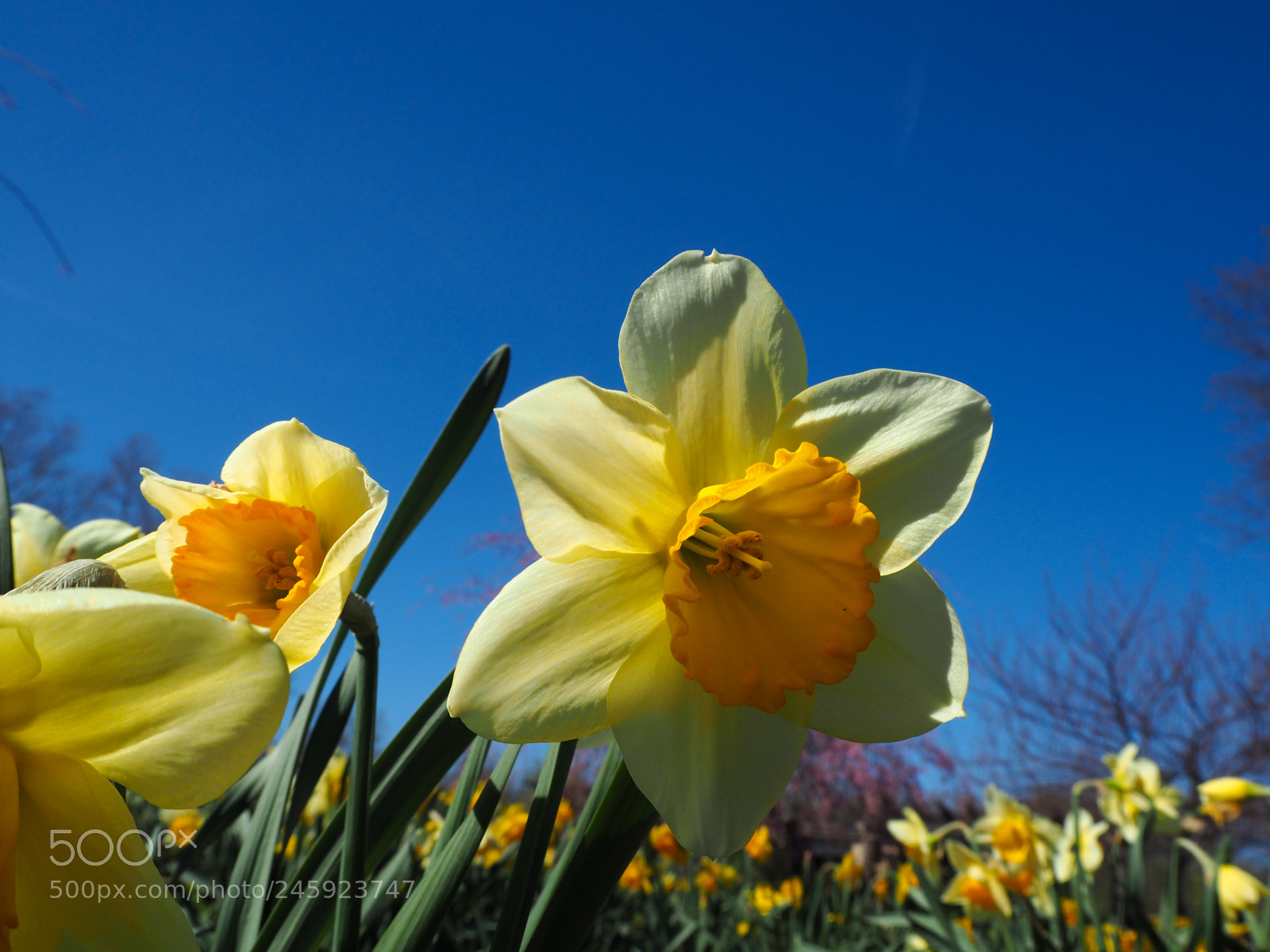 Olympus OM-D E-M10 II sample photo. Long stem daffodil under photography
