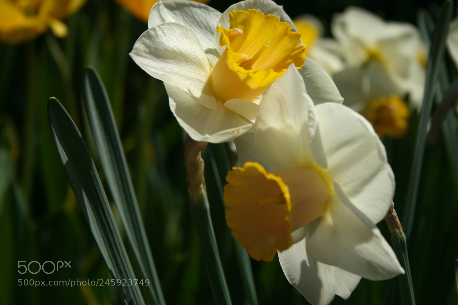 Canon EOS 400D (EOS Digital Rebel XTi / EOS Kiss Digital X) sample photo. White and yellow daffodils photography