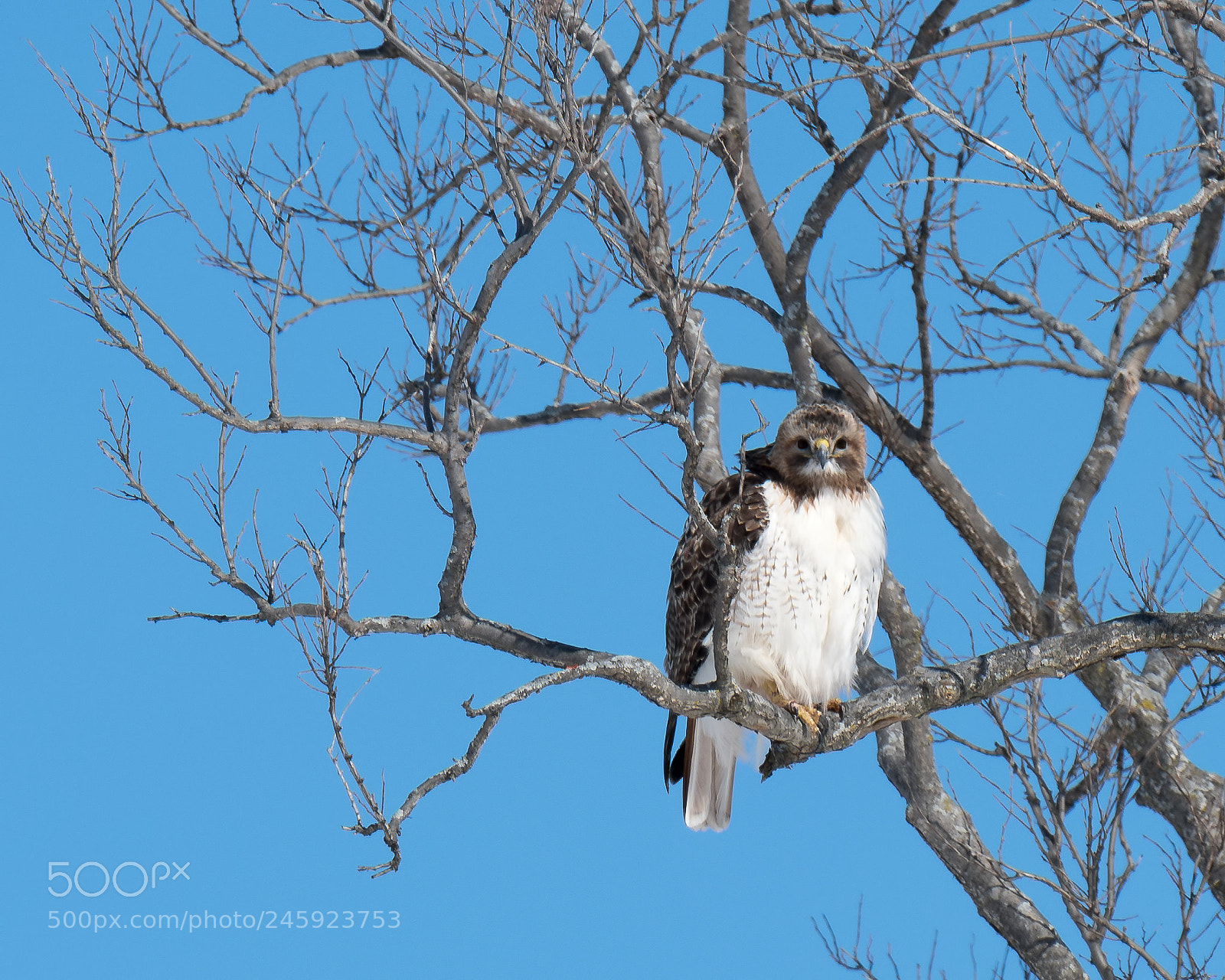 Nikon D850 sample photo. Harrier photography